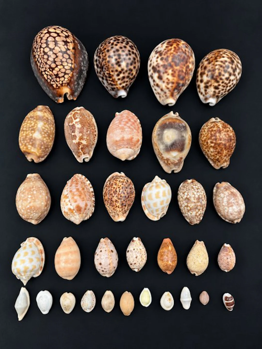 Collection of 33 sea cowries – Cypraeidae – Various...