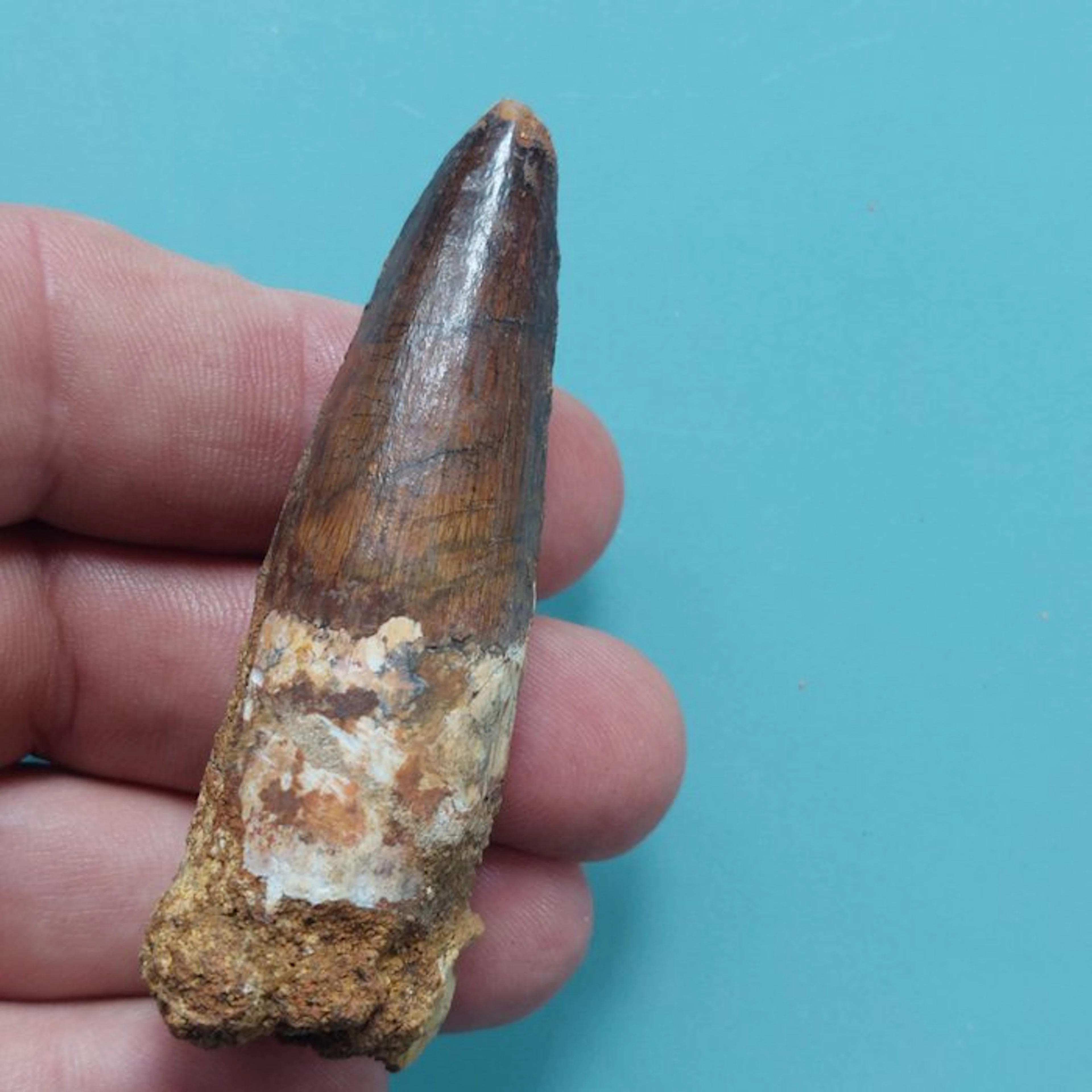 Spinosaur - Fossil tooth - 75 mm - 25 mm