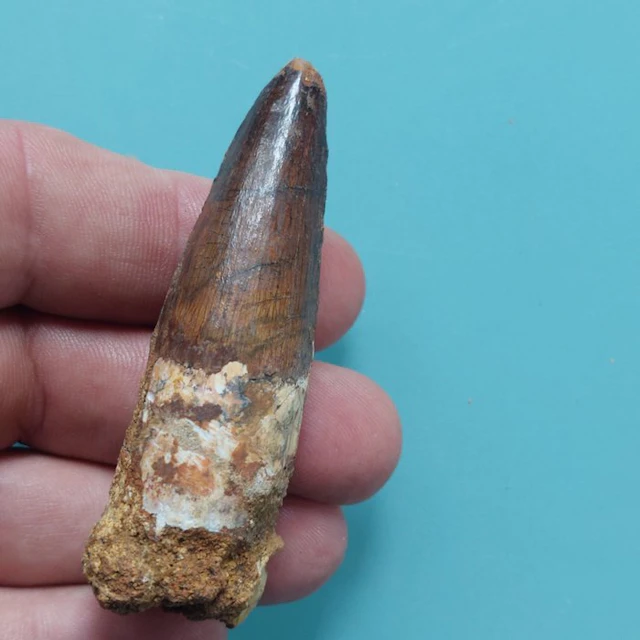 Spinosaur - Fossil tooth - 75 mm - 25 mm
