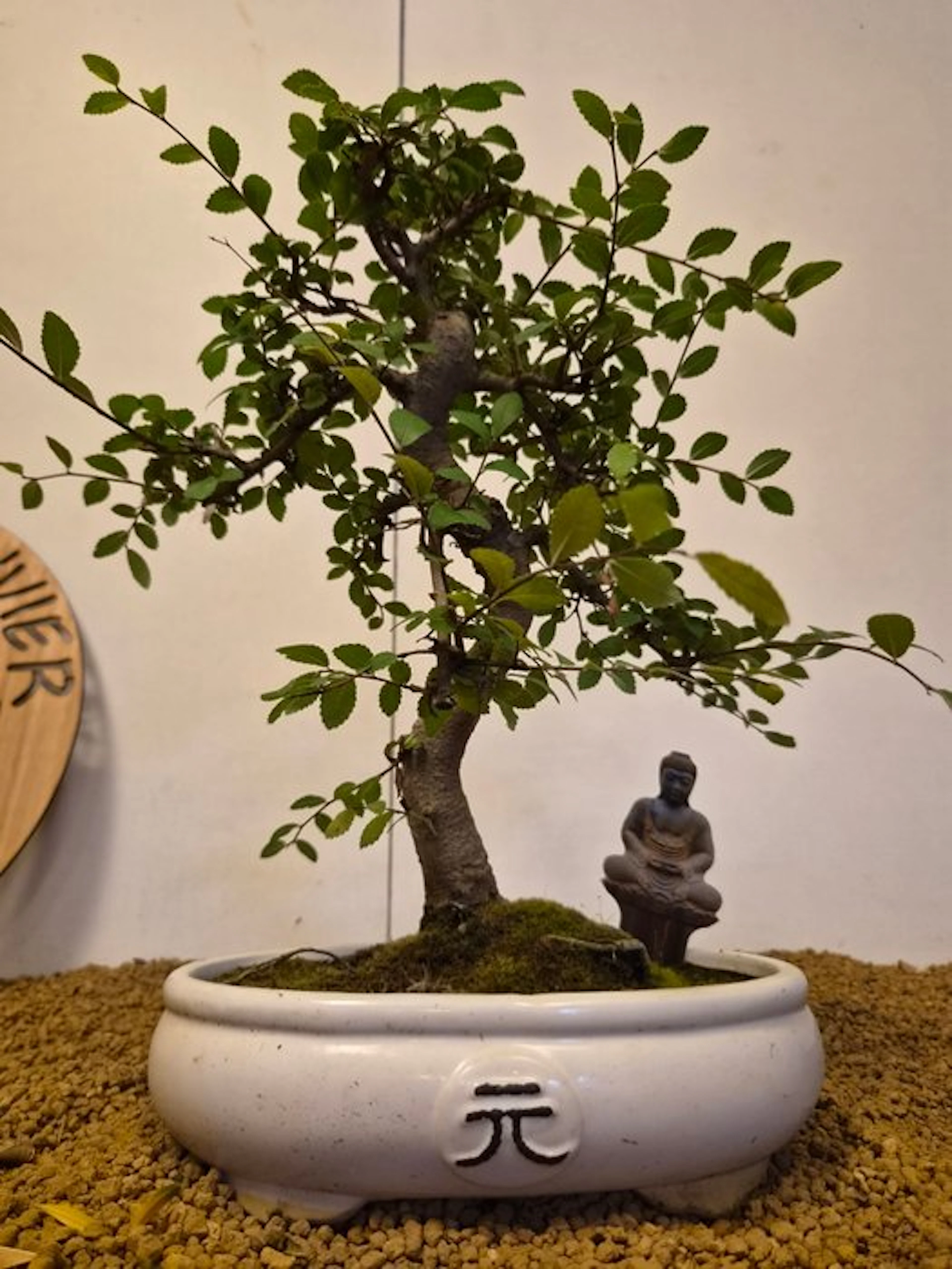 Japanese elm bonsai (Zelkova) - Height (Tree): 37 cm...