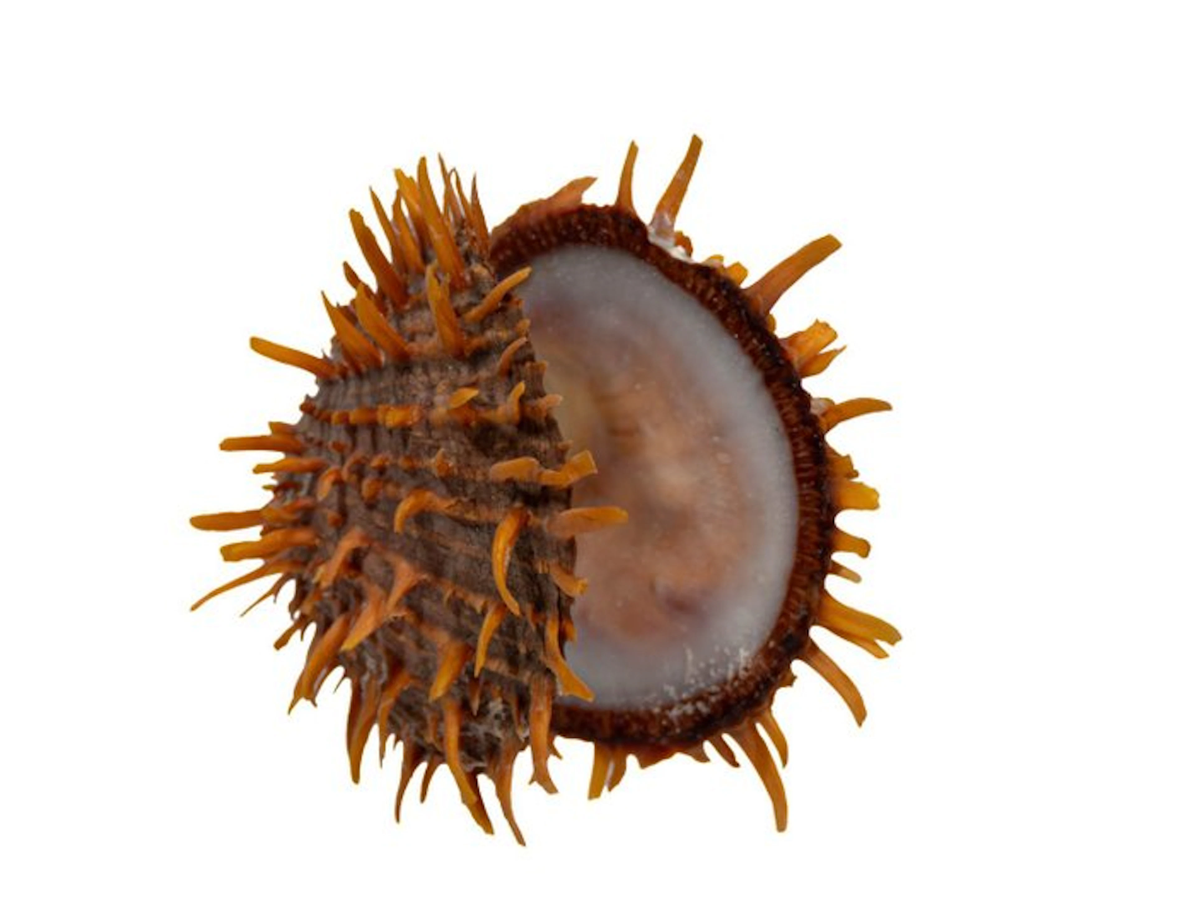 Collectible: orange thorny oyster (Spondylus versicolor) – 90 mm