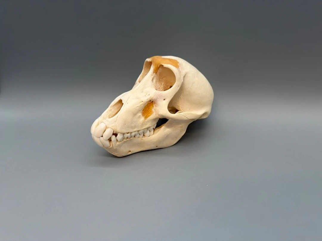 Monkey Skull - Papio Ursinus - 10 cm - 10 cm - 17 cm...