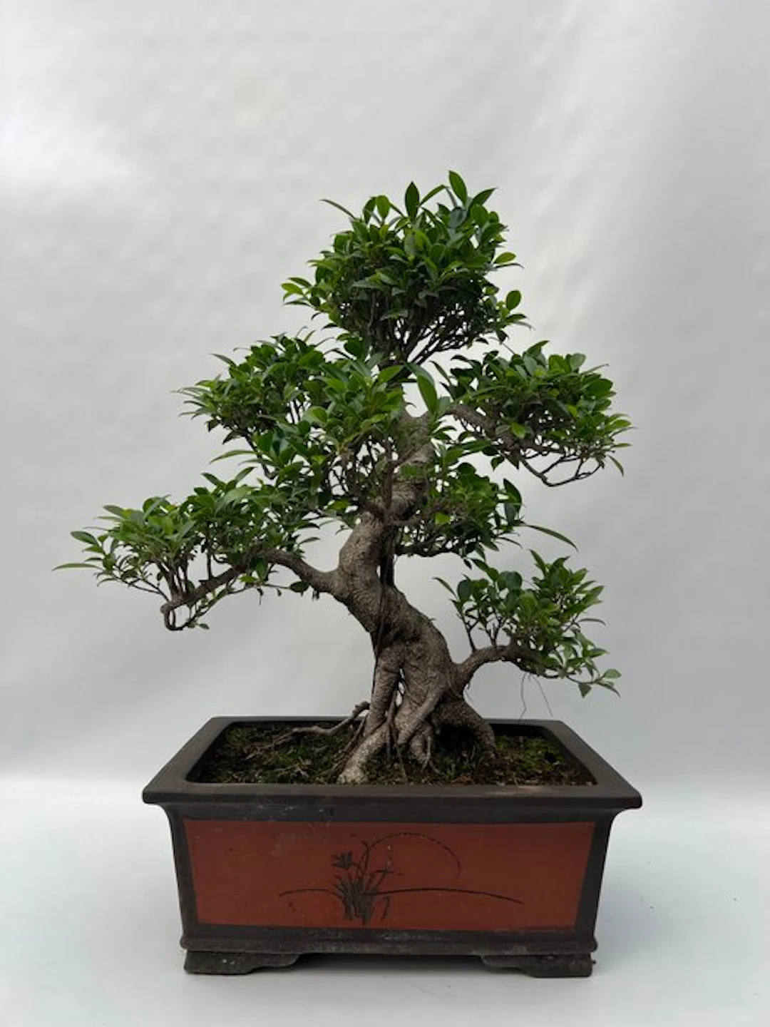 Ficus Retusa - Height (Tree): 55 cm - Depth (Tree): 55 cm - Netherlands