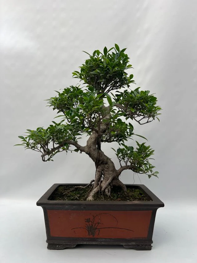 Ficus Retusa - Height (Tree): 55 cm - Depth (Tree): 55 cm - Netherlands