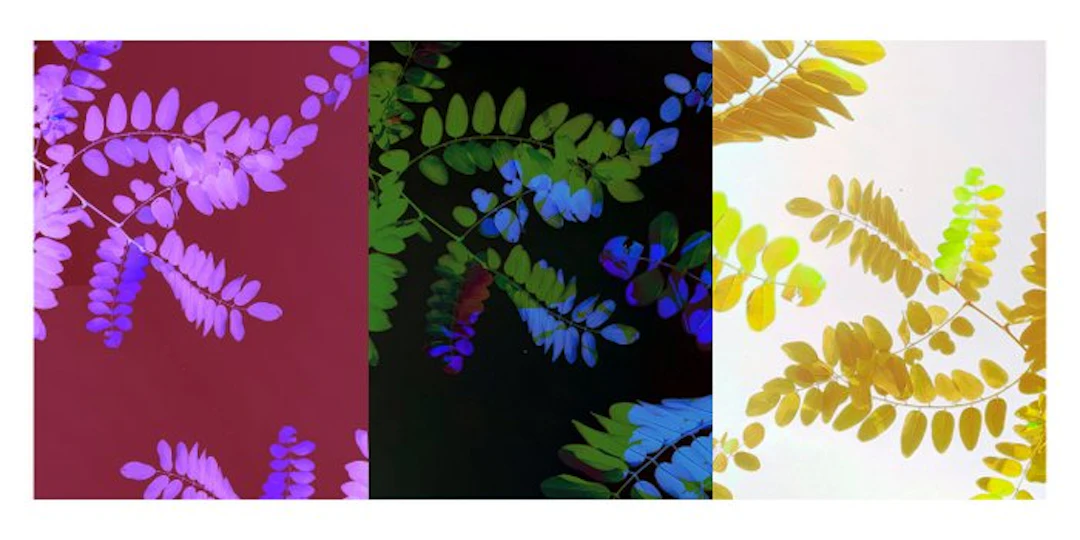 Susana Galbis (XX) - Leafology