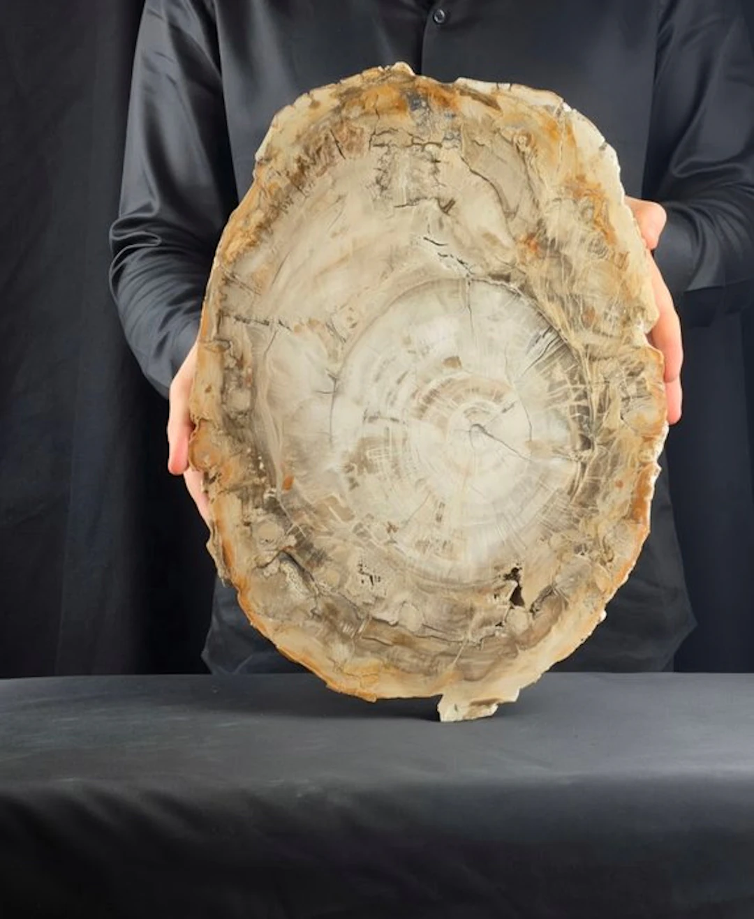 Fossil wood - Fossilised wood - 42 cm - 31 cm