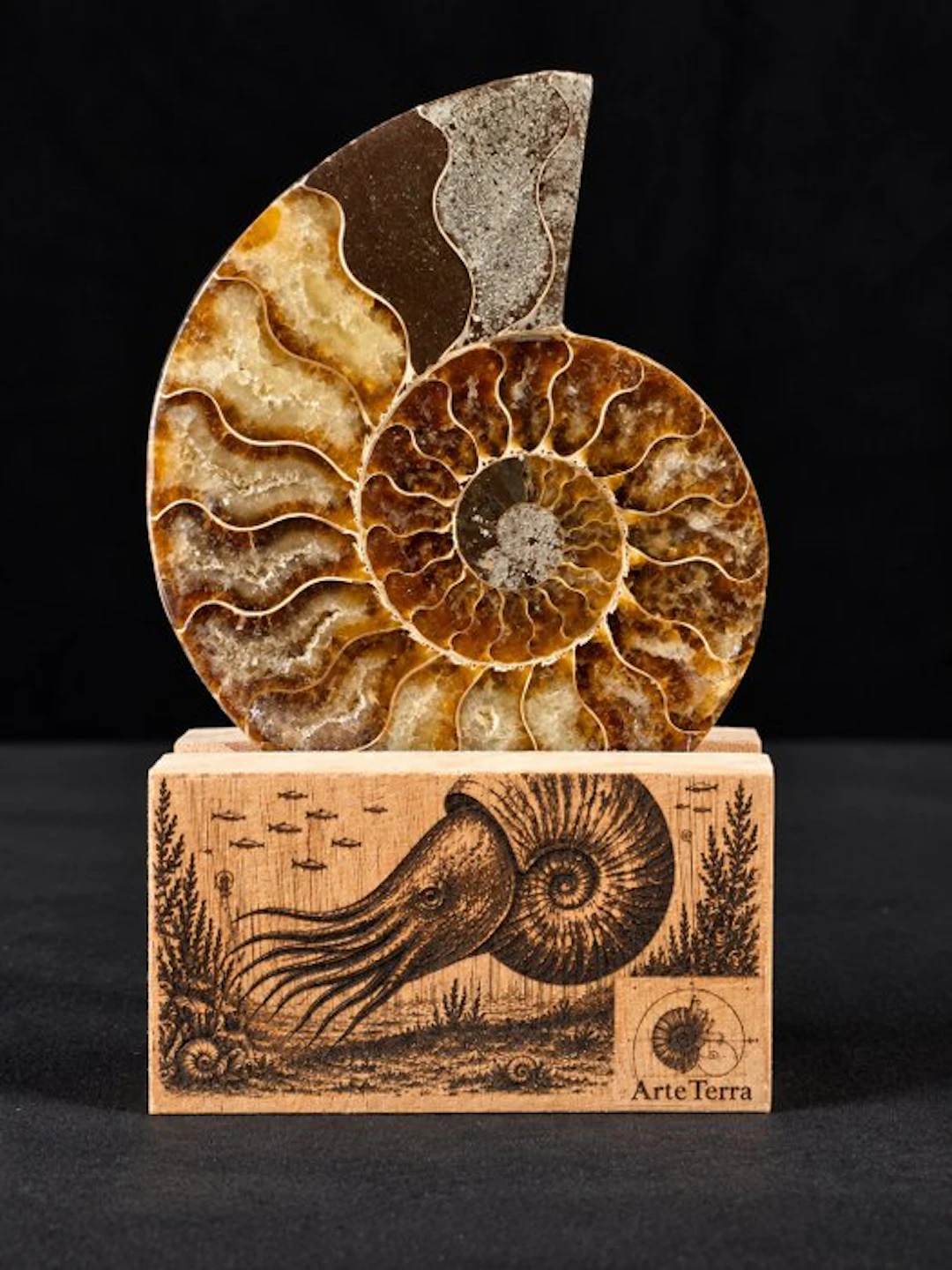 Ammonite - Fossilised animal - Aioloceras (Cleoniceras) sp