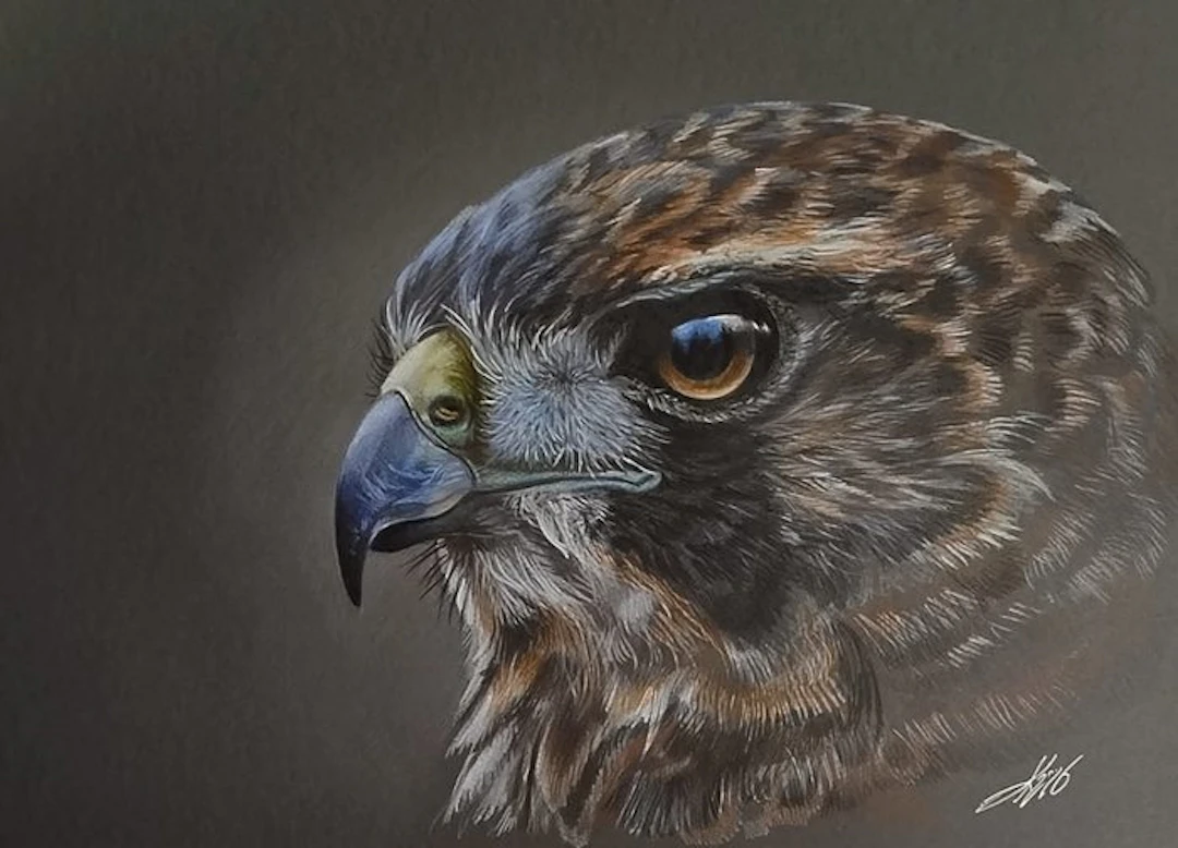 Yevhen Karpenko - Hawk