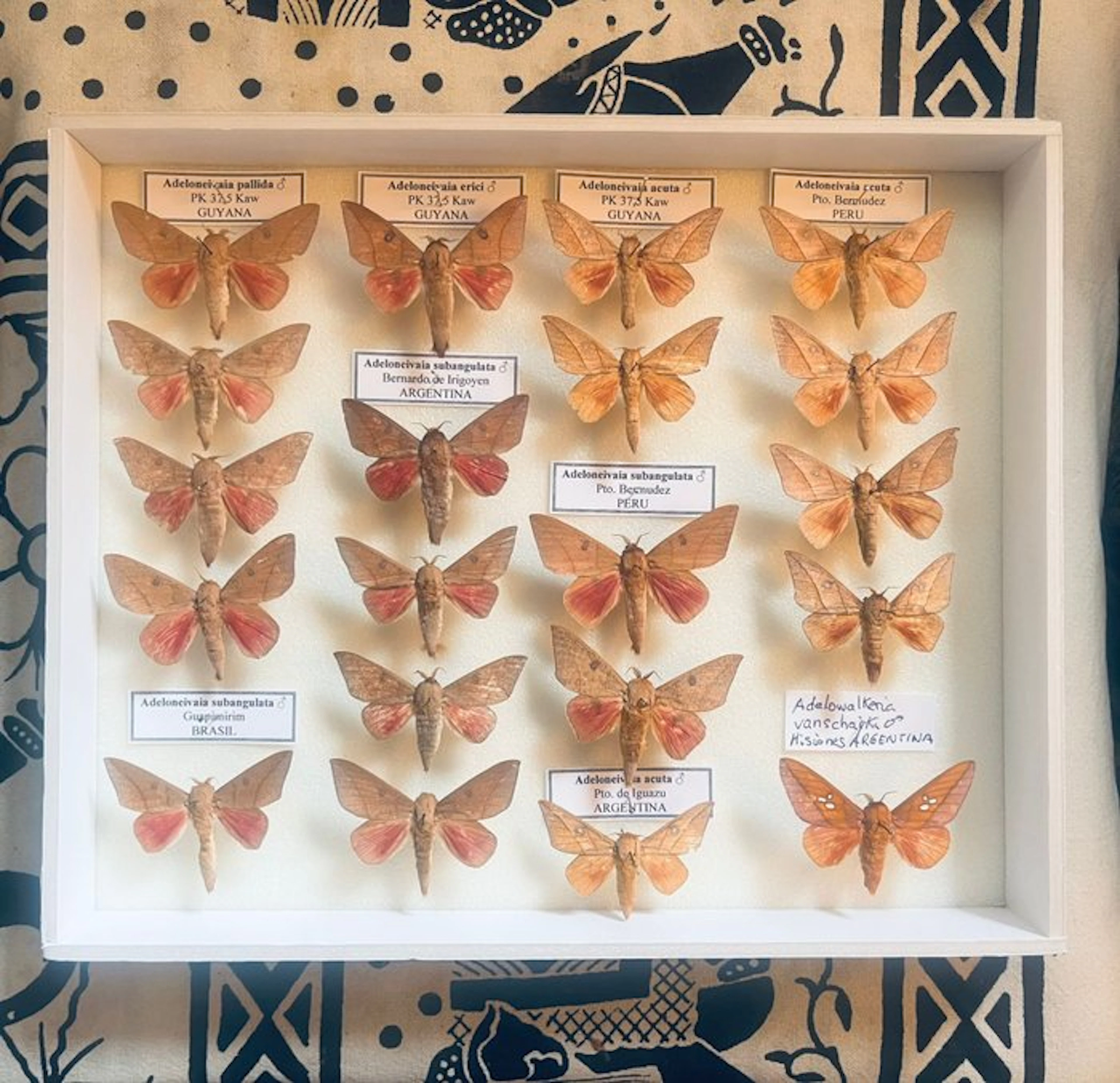 Butterfly Taxidermy full body mount - Saturnidae...