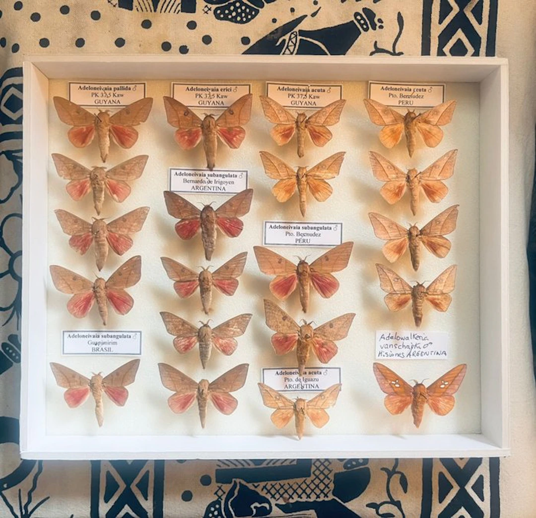 Butterfly Taxidermy full body mount - Saturnidae...