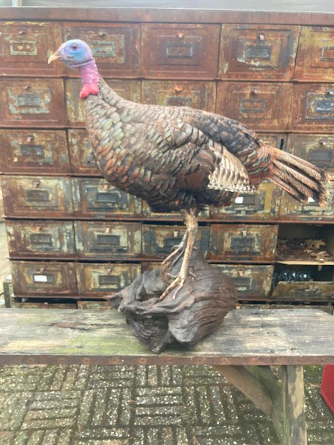 Turkey Taxidermy full body mount - Meleagris gallopavo...