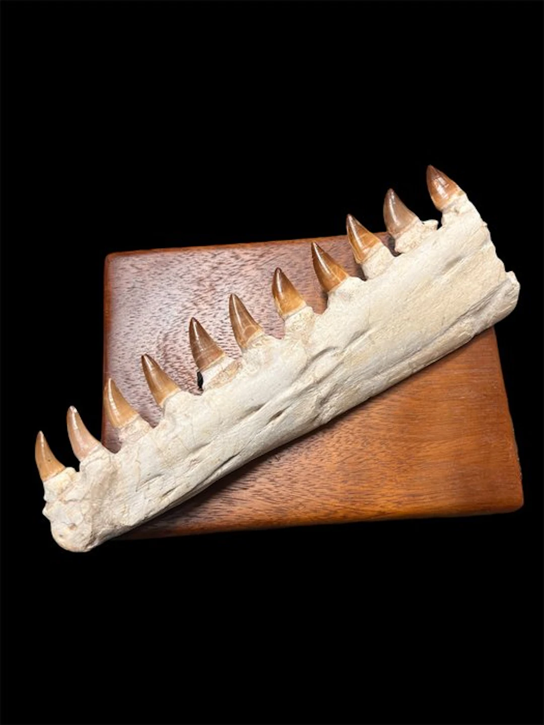 Mosasaur - Fossilised jaw - Beaugie - 32 cm