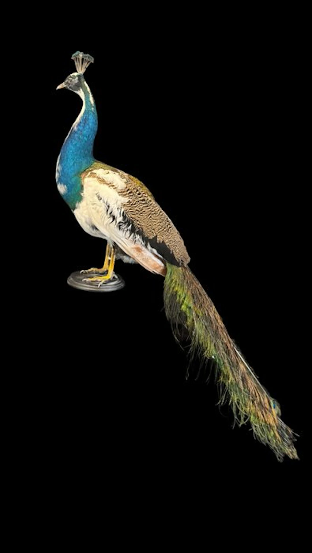 Peacock Taxidermy full body mount - Pavo cristatus - 180...