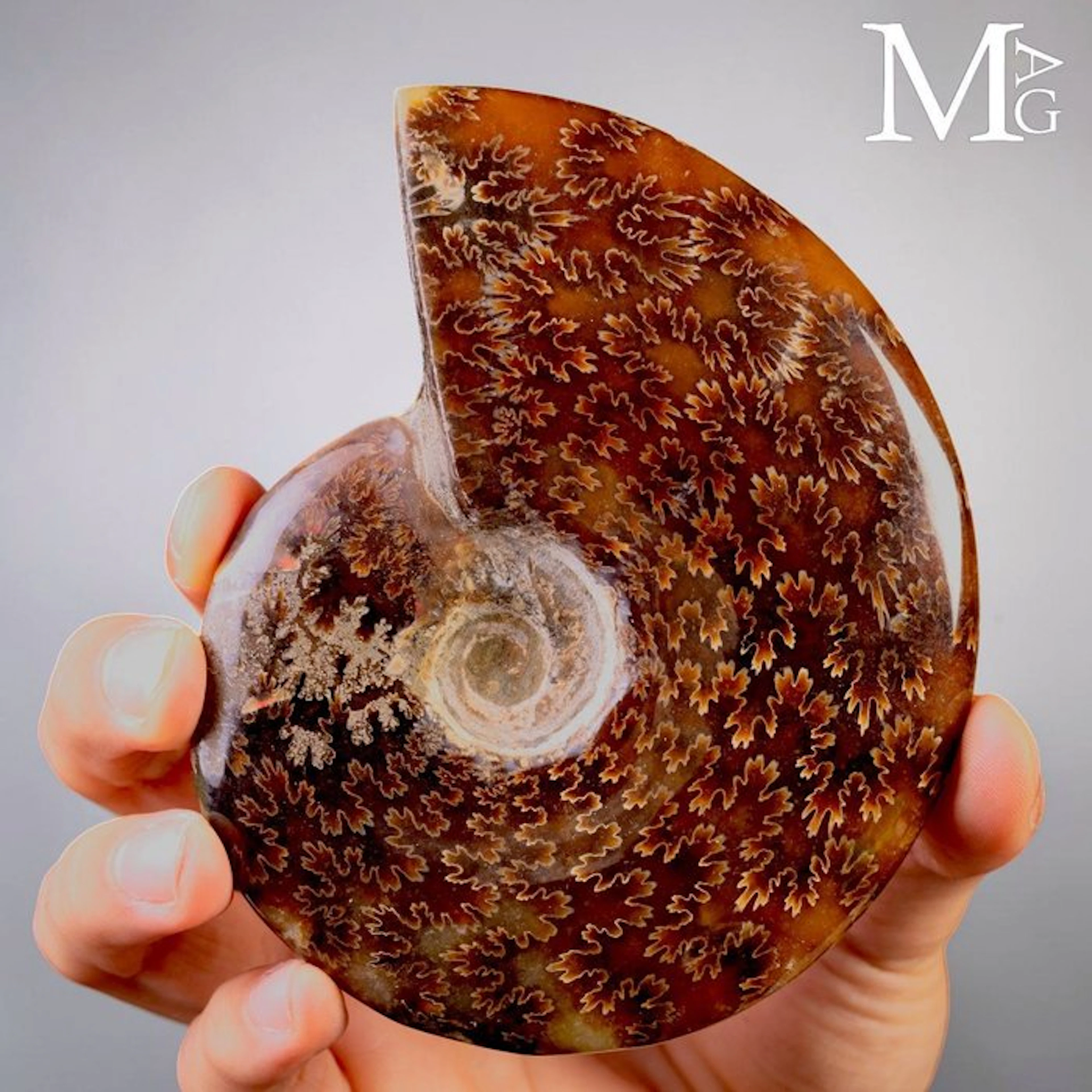 Gleaming Polished Ammonite Fossil with Fiery Aragonite...