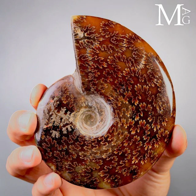 Gleaming Polished Ammonite Fossil with Fiery Aragonite...