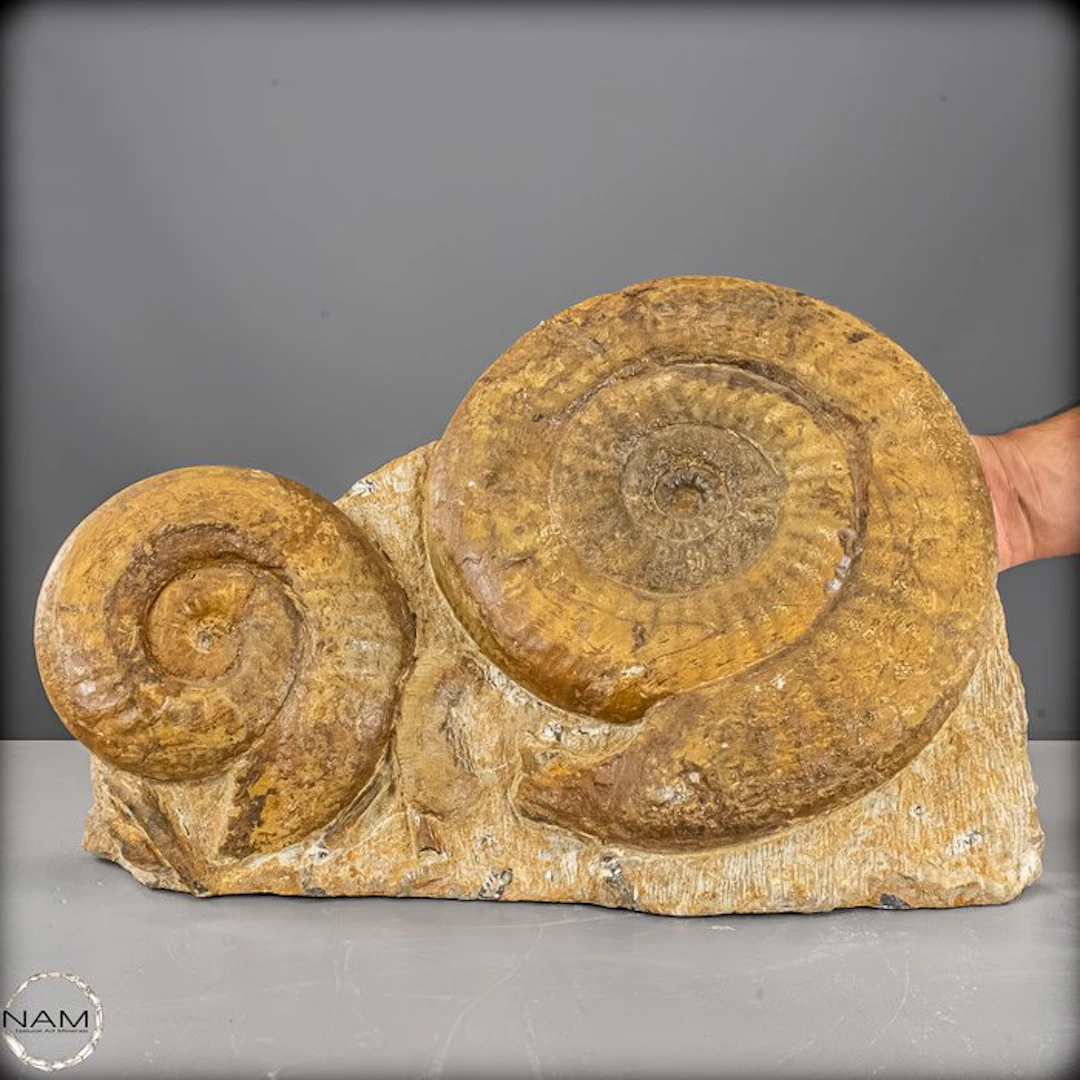 Fossil ammonite group – impressive twin ammonites on...