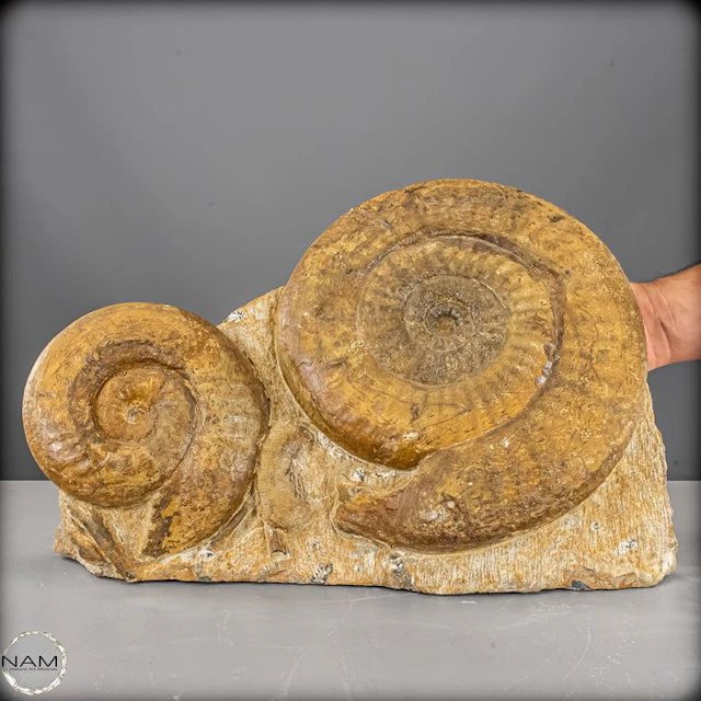 Fossil ammonite group – impressive twin ammonites on...