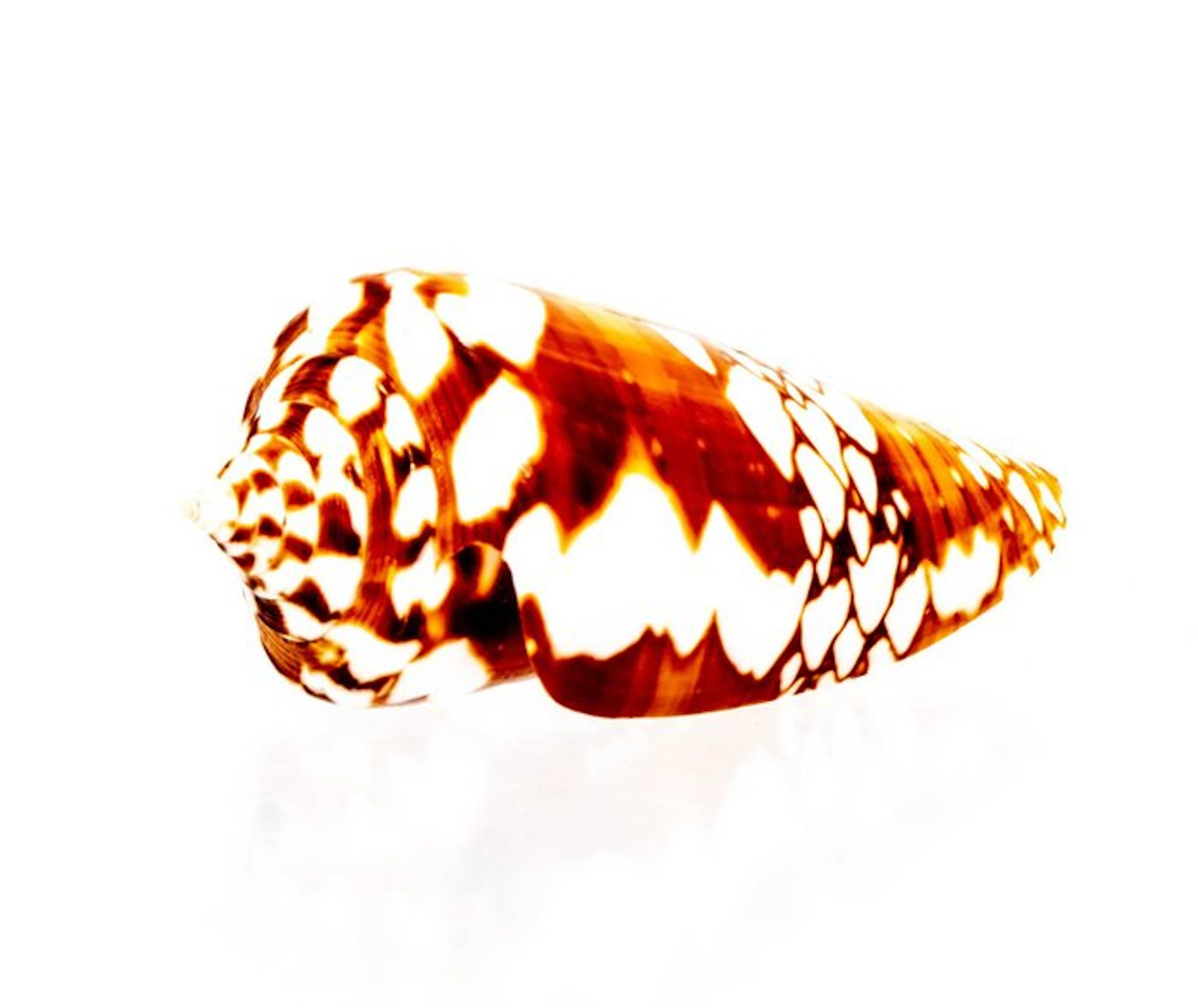 Exclusive piece ┼ Taxidermy full body mount - Conus...