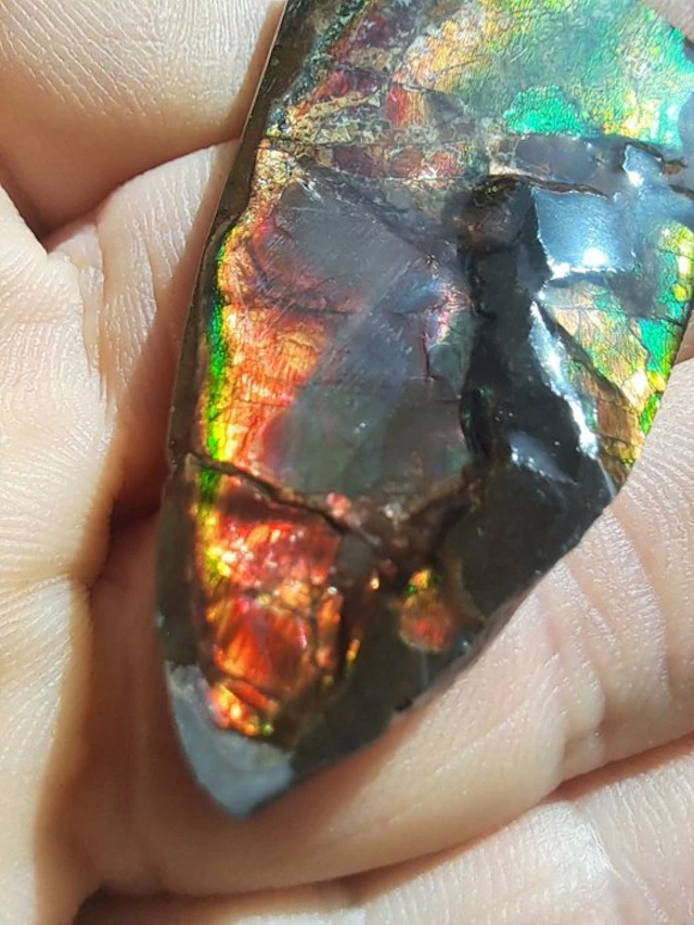 Ammolite - Fossil fragment - Placenticeras - 5.6 cm - 2.6 cm (No reserve price)
