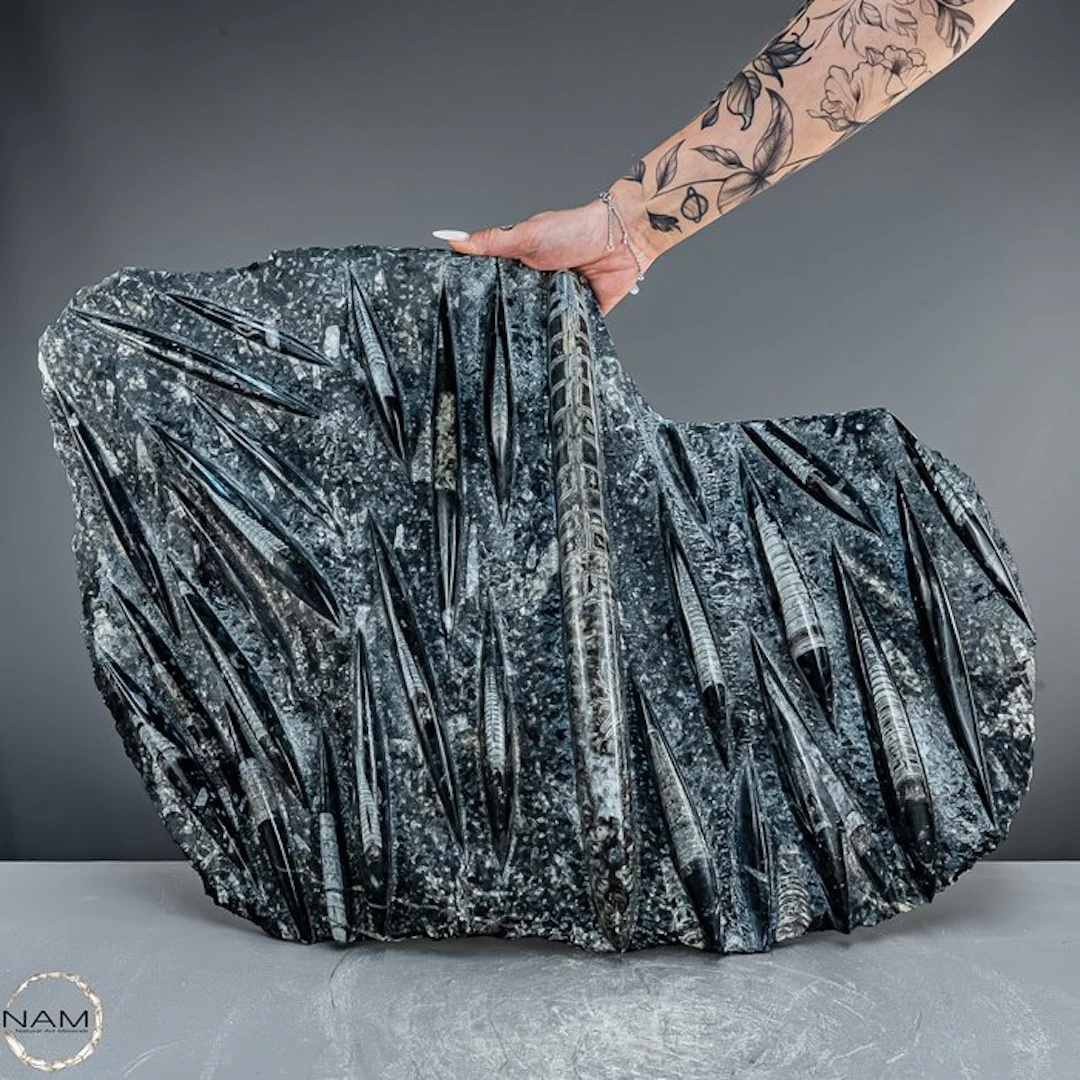 Natural Orthoceras fossil slab – 16 kg paleontological masterpiece- 16023.69 g