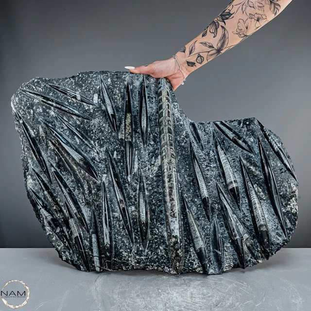 Natural Orthoceras fossil slab – 16 kg paleontological masterpiece- 16023.69 g