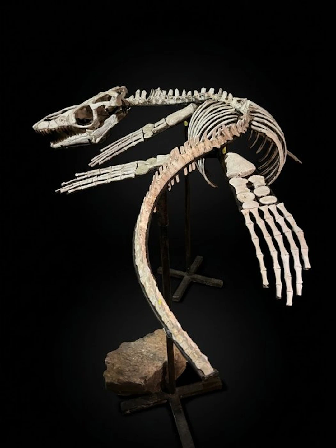 Mosasaur - Reconstructed skeleton - 88 cm - 80 cm