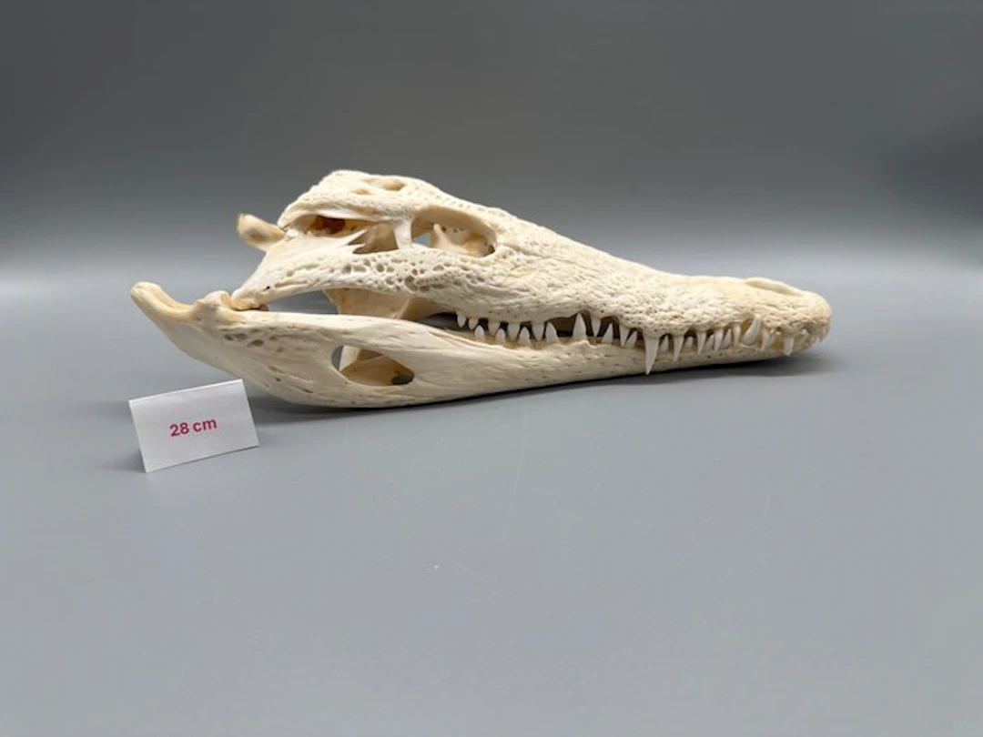 Nile Crocodile Reptile skull - Crocodylus niloticus - 8...