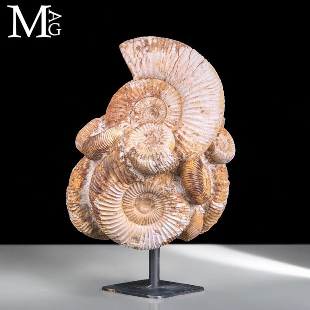 Fascinating Fossil Formation - Natural Group of Ammonites...