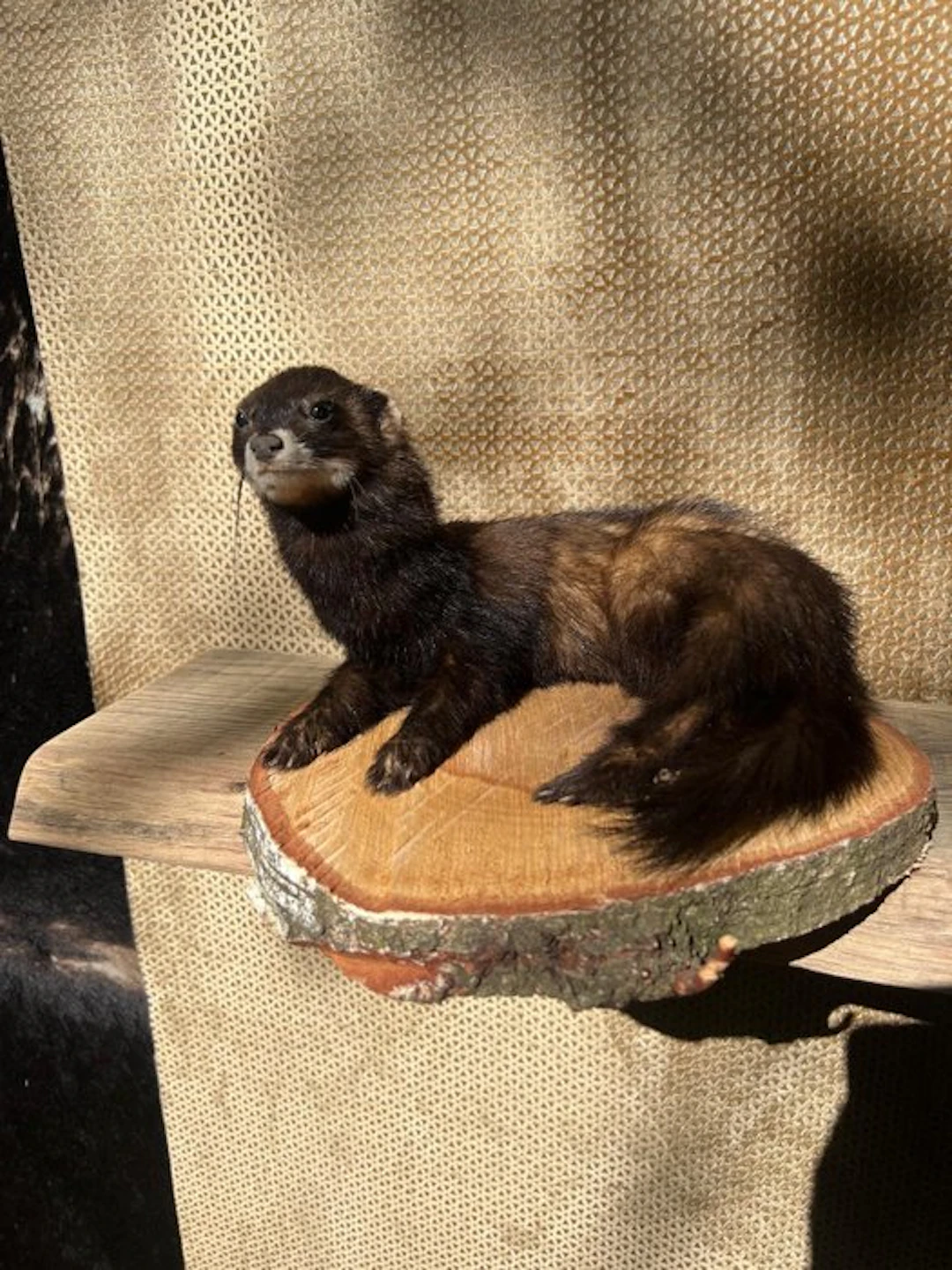 Frunzing Taxidermy full body mount - Mustela Putorius x...