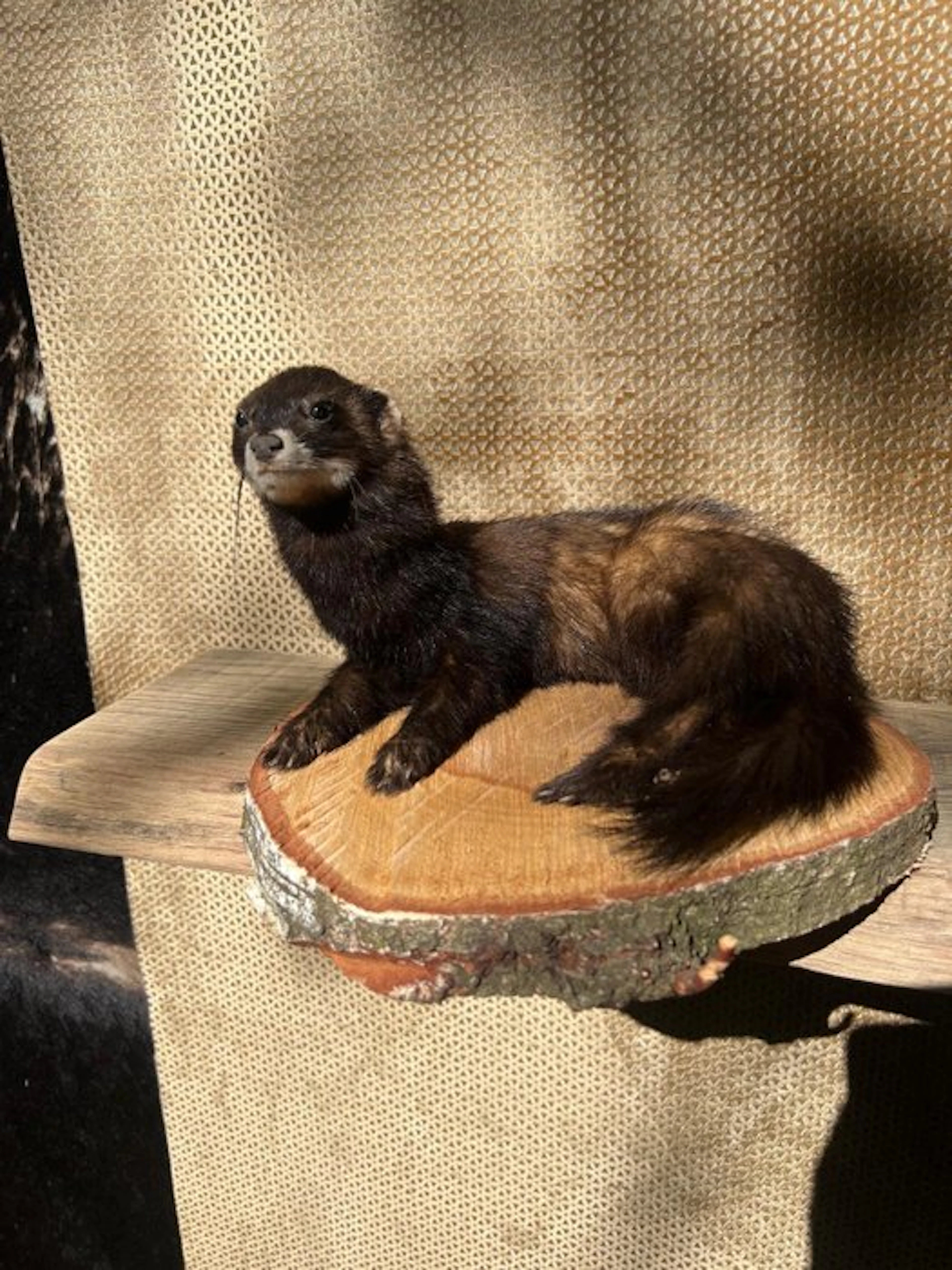 Frunzing Taxidermy full body mount - Mustela Putorius x...