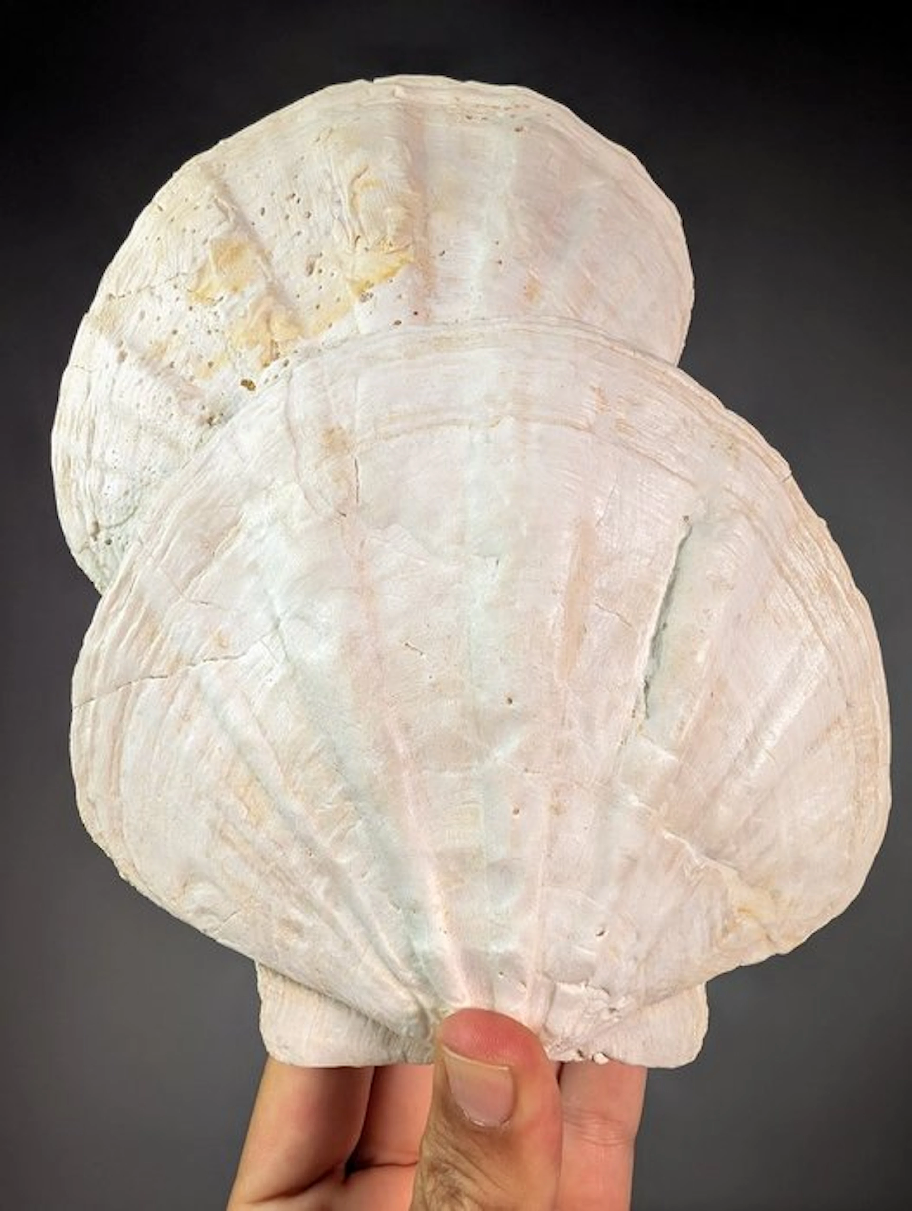Pair of Large Fossil Scallops on Matrix - Fossilised...