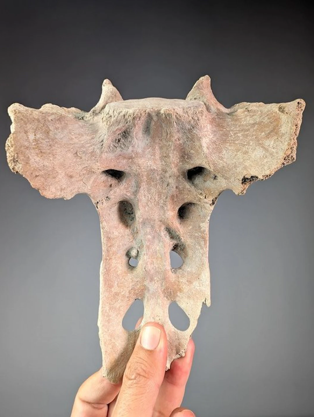 Fossil Hippopotamus Pelvis - Fossil bone - Hippopotamus...