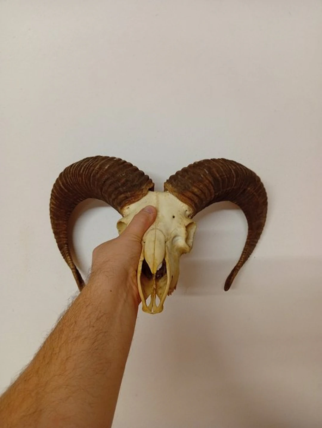 Mouflon Skull with antlers - Muflone - 30 cm - 40 cm - 30 cm - (1)
