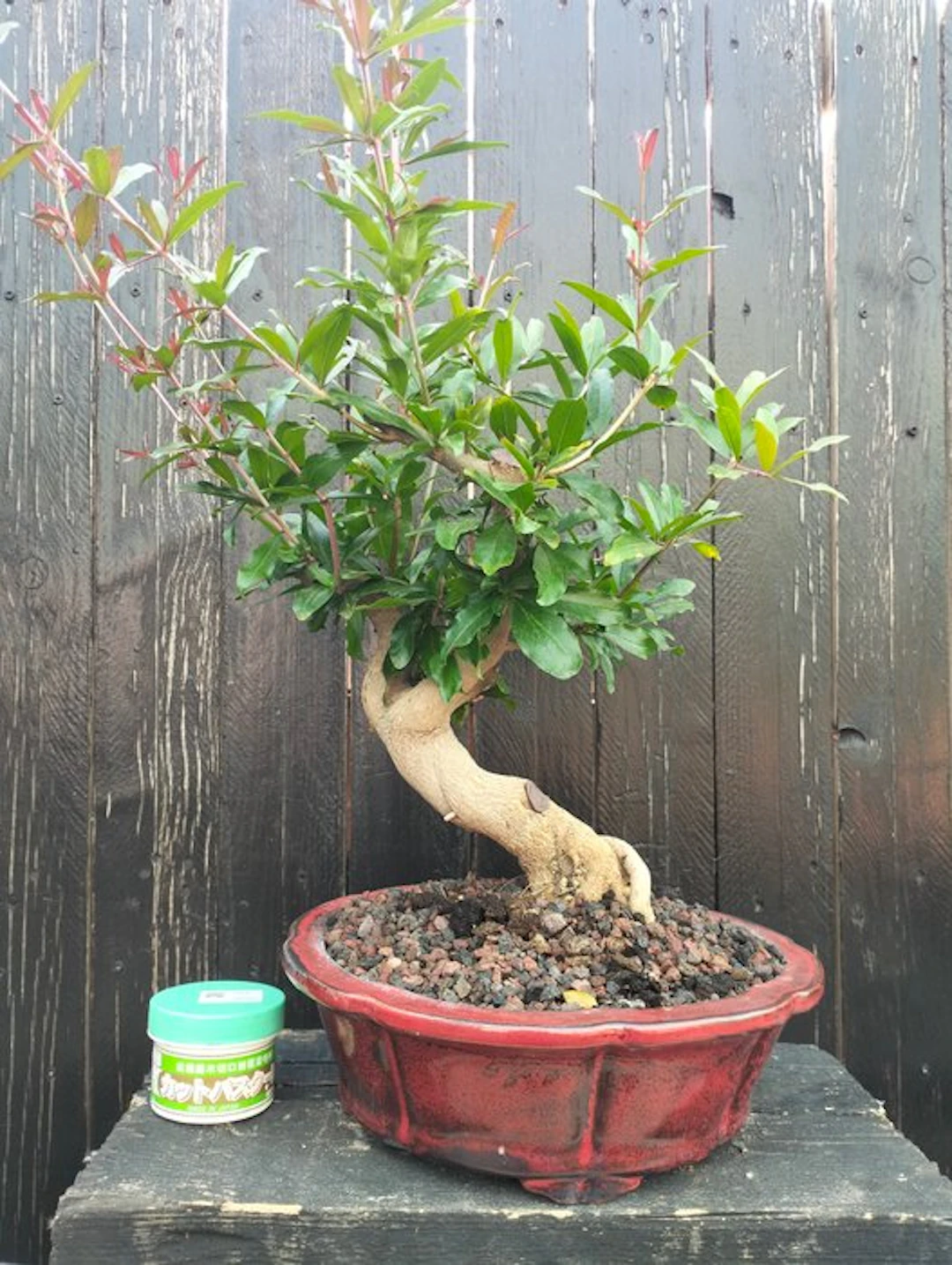 Granado nejikan - Height (Tree): 35 cm - Depth (Tree): 27 cm - Japan
