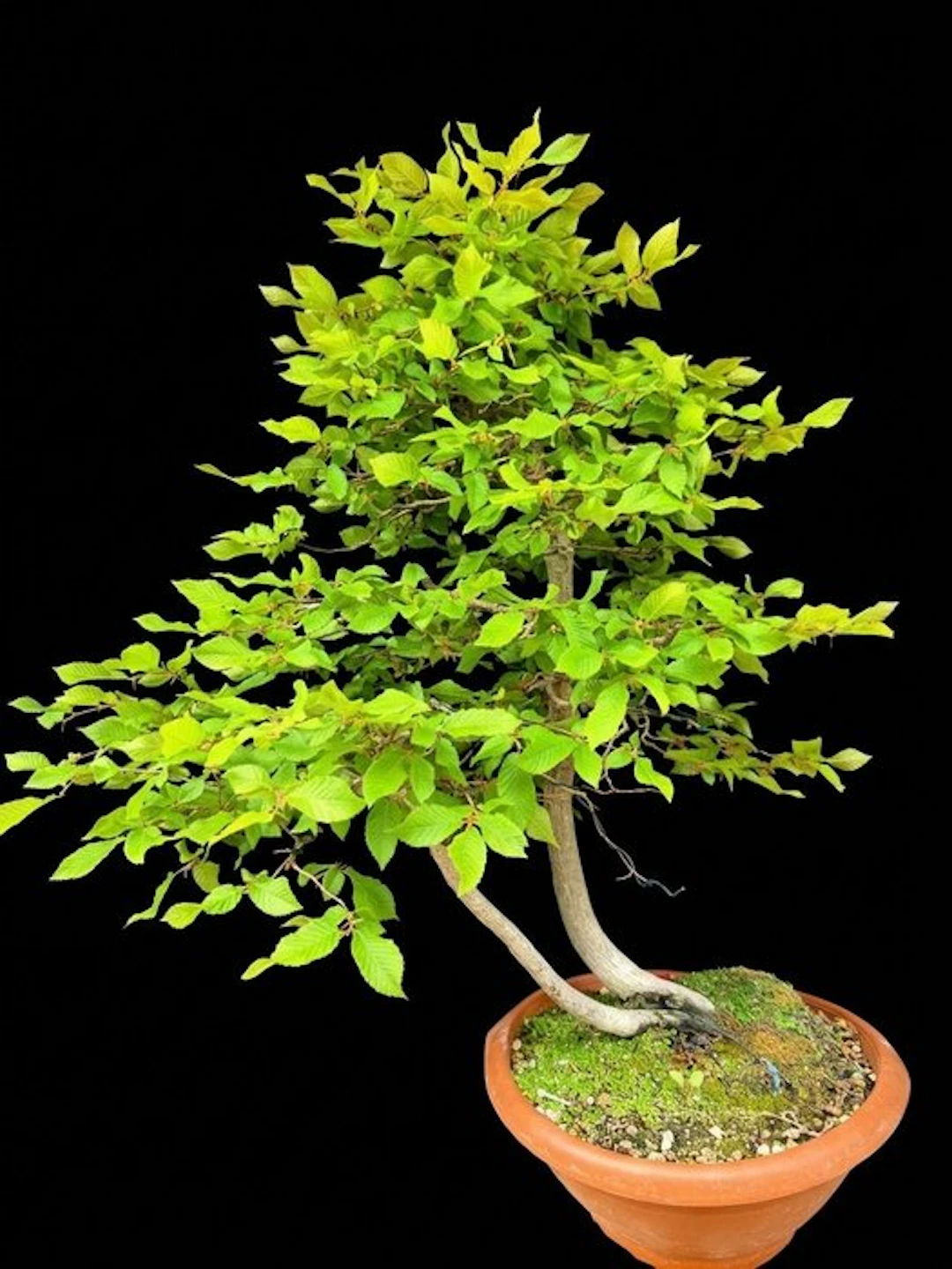 Hornbeam bonsai (Carpinus) - Height (Tree): 70 cm - Depth (Tree):