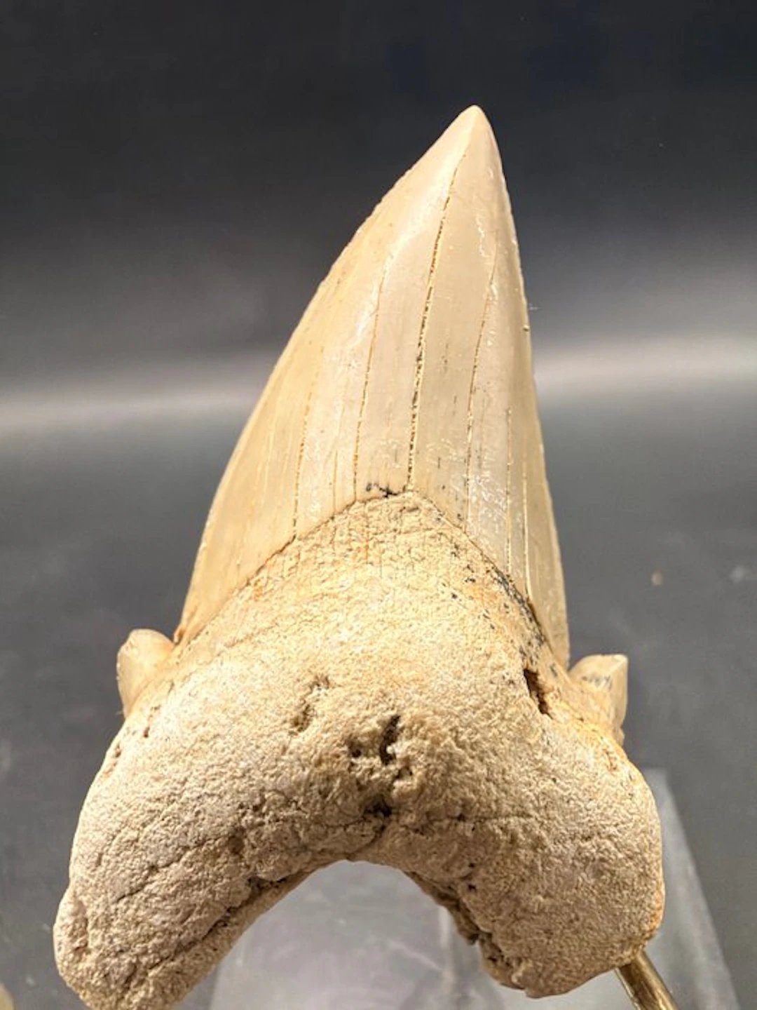 Shark - Fossil tooth - Otodus obliquus - 6.6 cm (No reserve price)