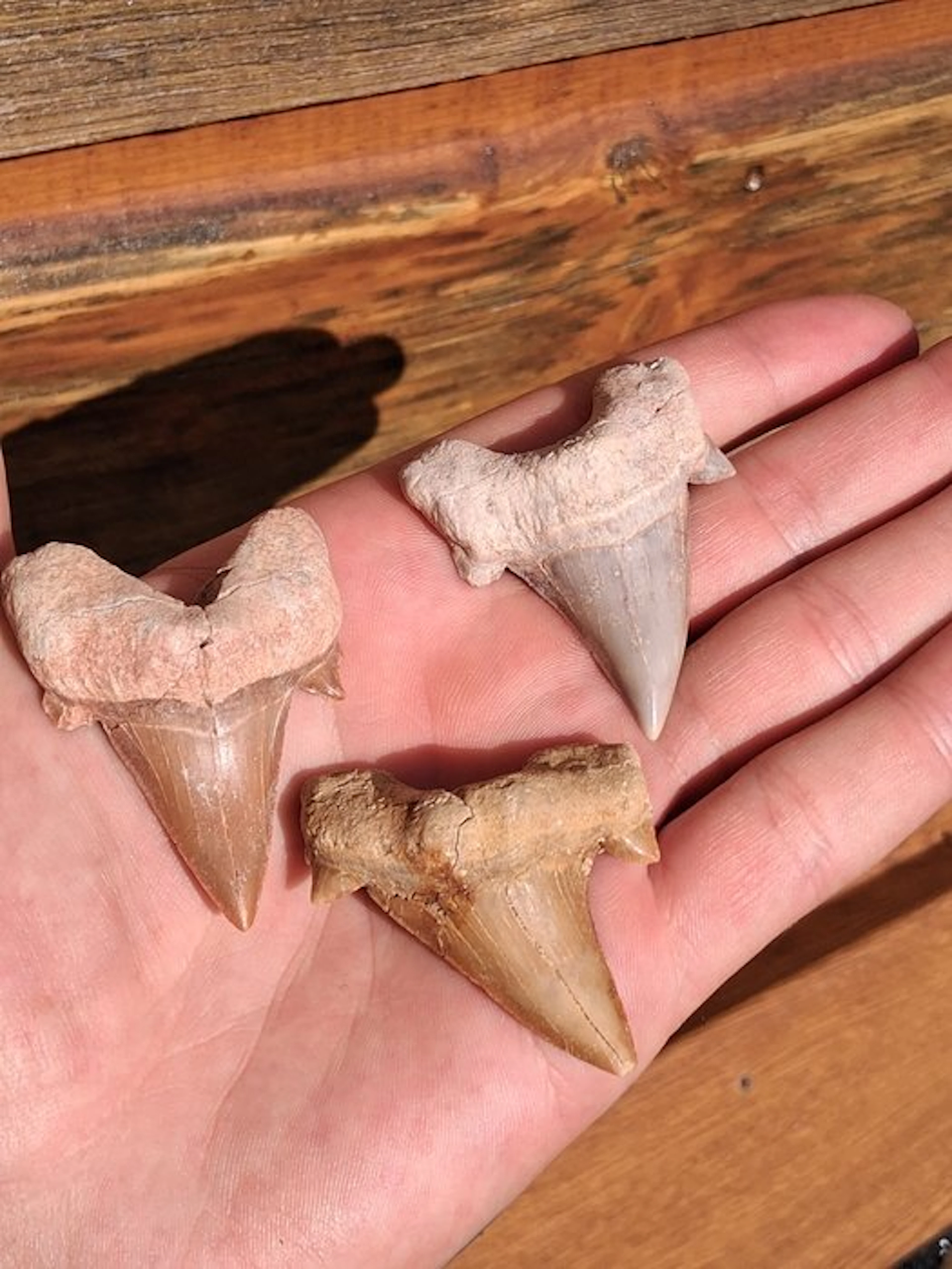 Shark - Fossil tooth - Otodus Obliquus (No reserve price)