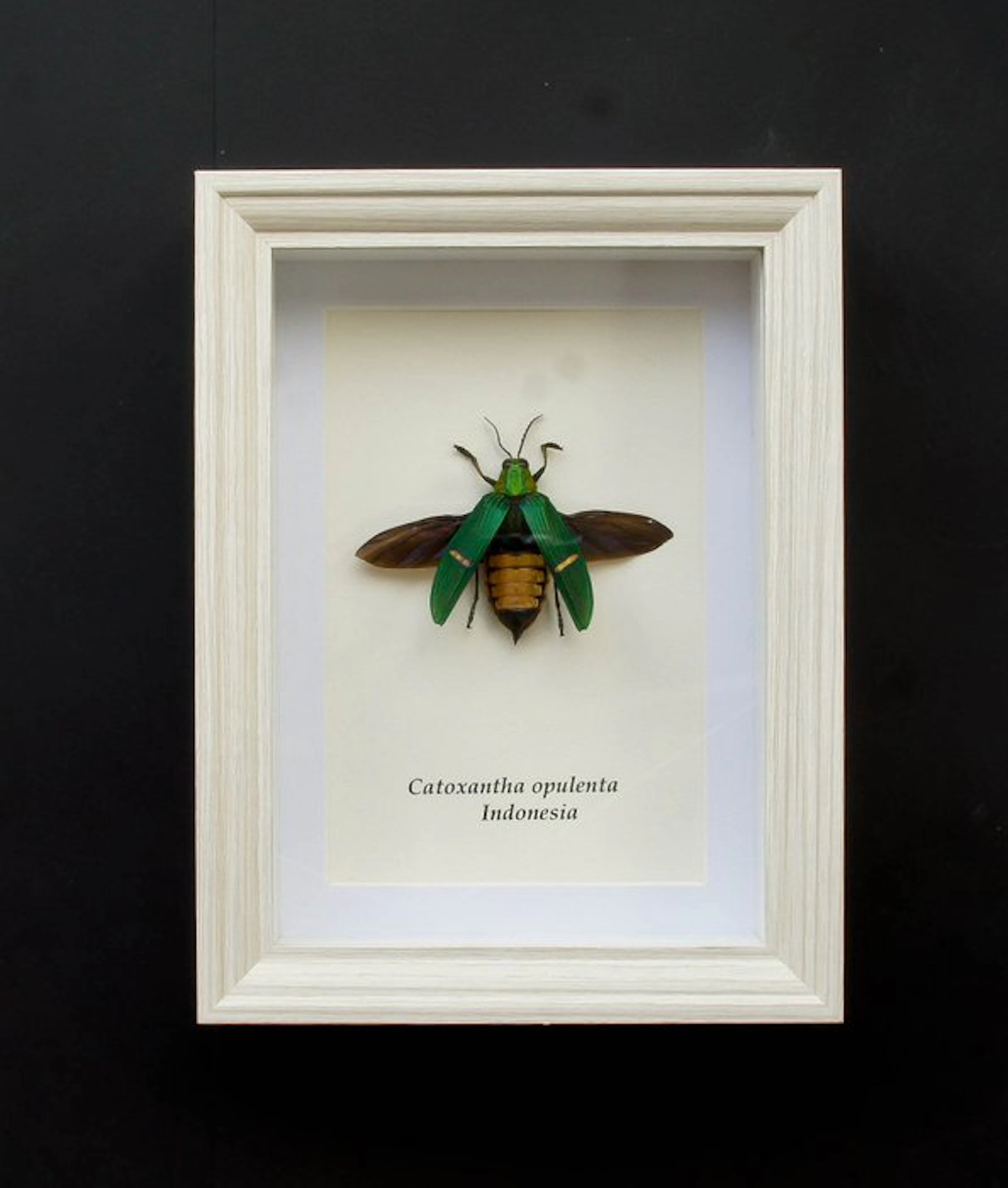 Grave Taxidermy full body mount - Catoxantha opulenta - 20.5 cm -
