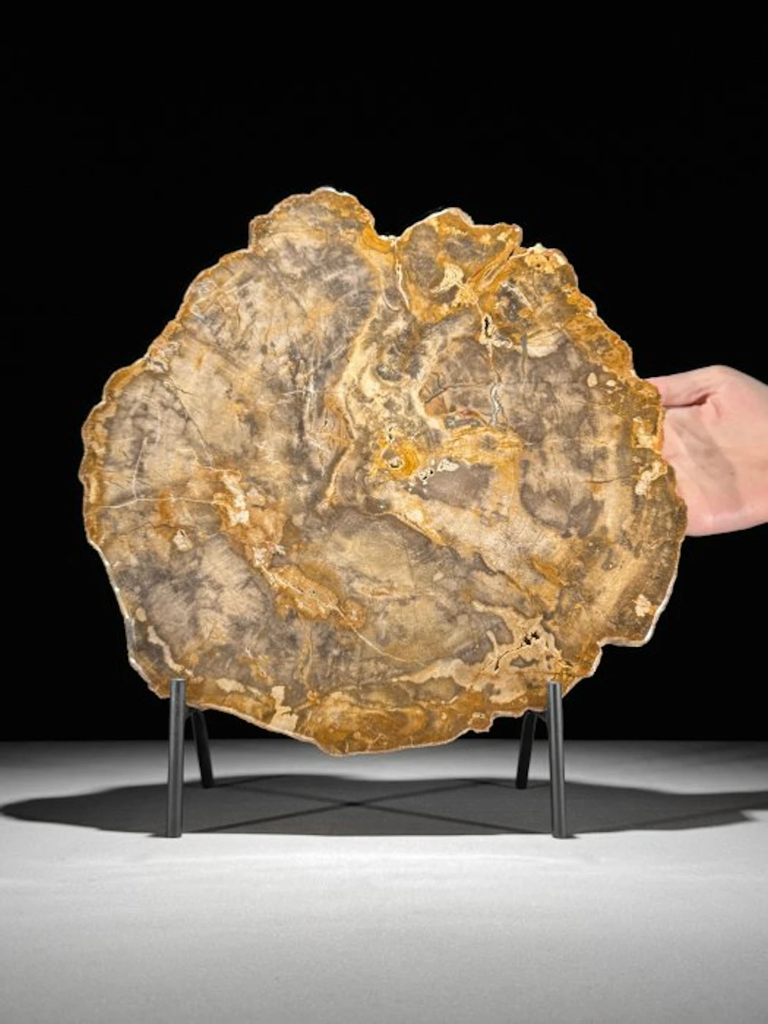 C - Wonderful Slice of Petrified Wood on a custom stand...