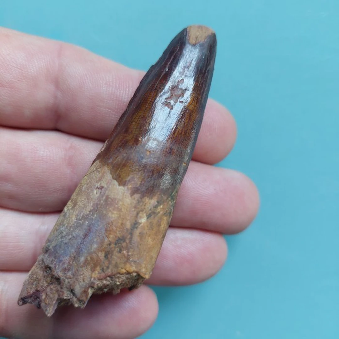 Spinosaur - Fossil tooth - 80 mm - 25 mm (No reserve price)