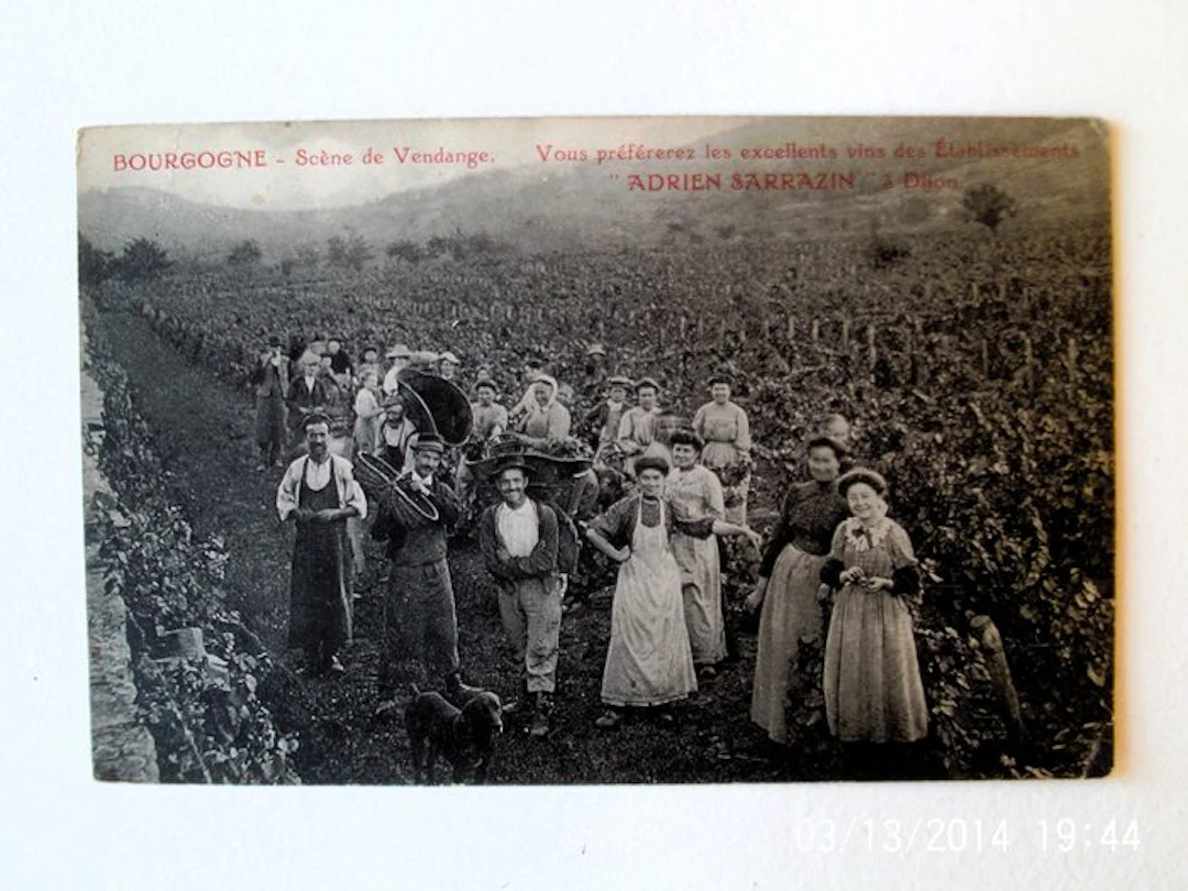 France - The Harvests - Wineries - Wines