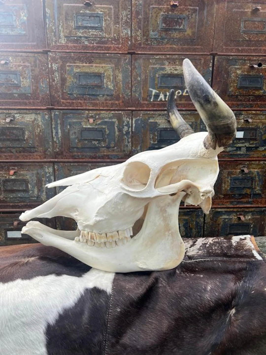 Cow Mammal skull - Bos Taurus - 40 cm - 50 cm - 35 cm- Non-CITES species - (1)