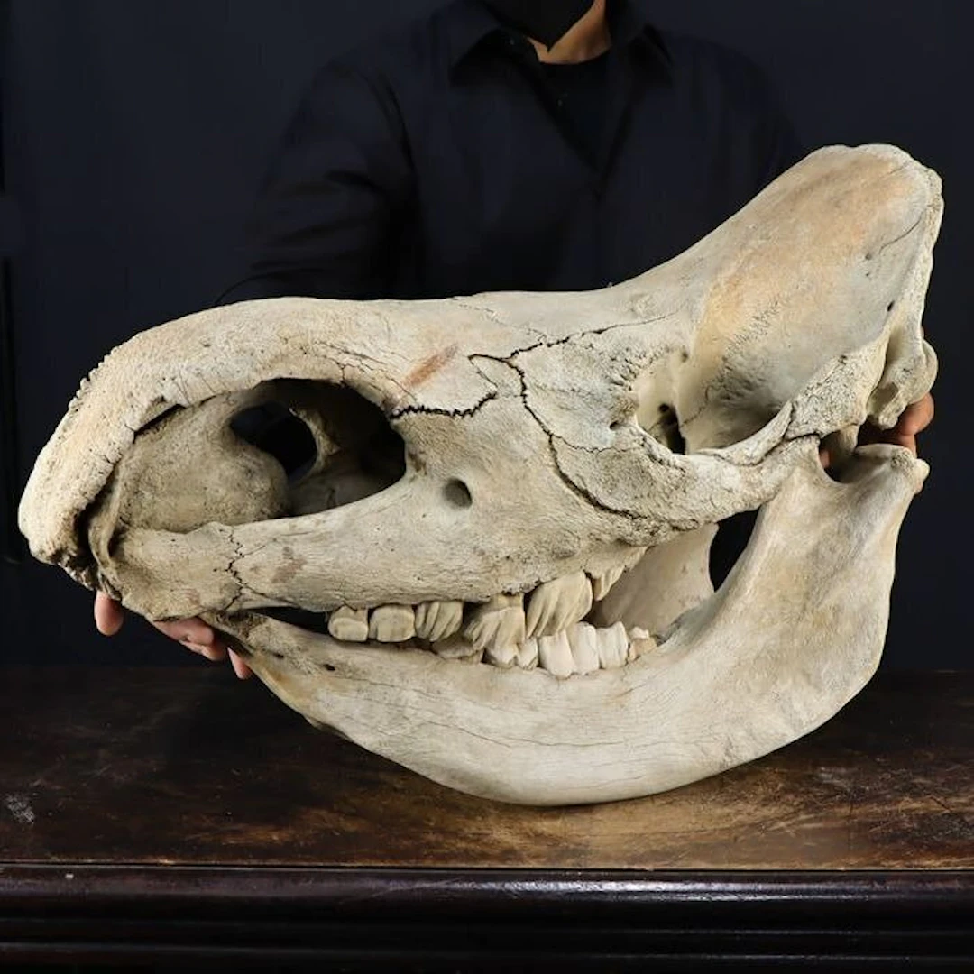 Extremely Rare - Incredible "Extinct Pleistocene" Woolly...