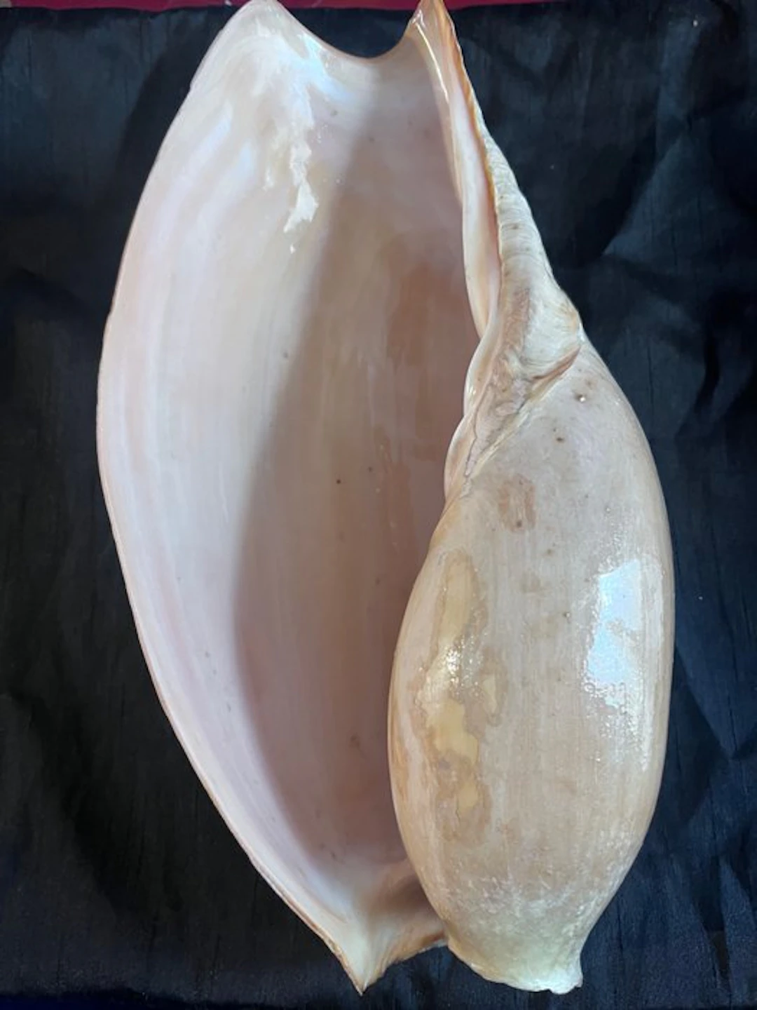 Conch Sea shell - Cymbium glans (No reserve price)