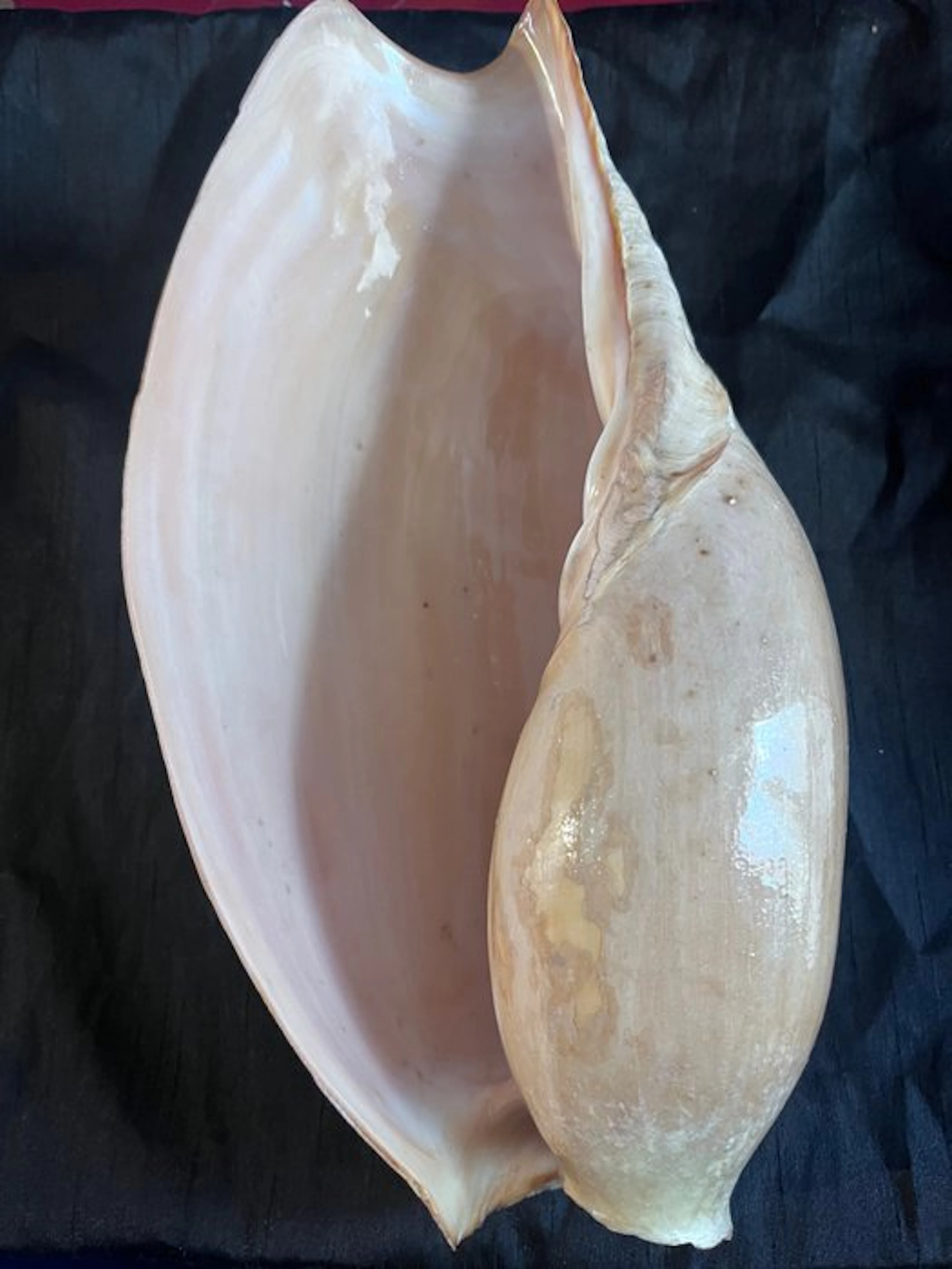 Conch Sea shell - Cymbium glans (No reserve price)