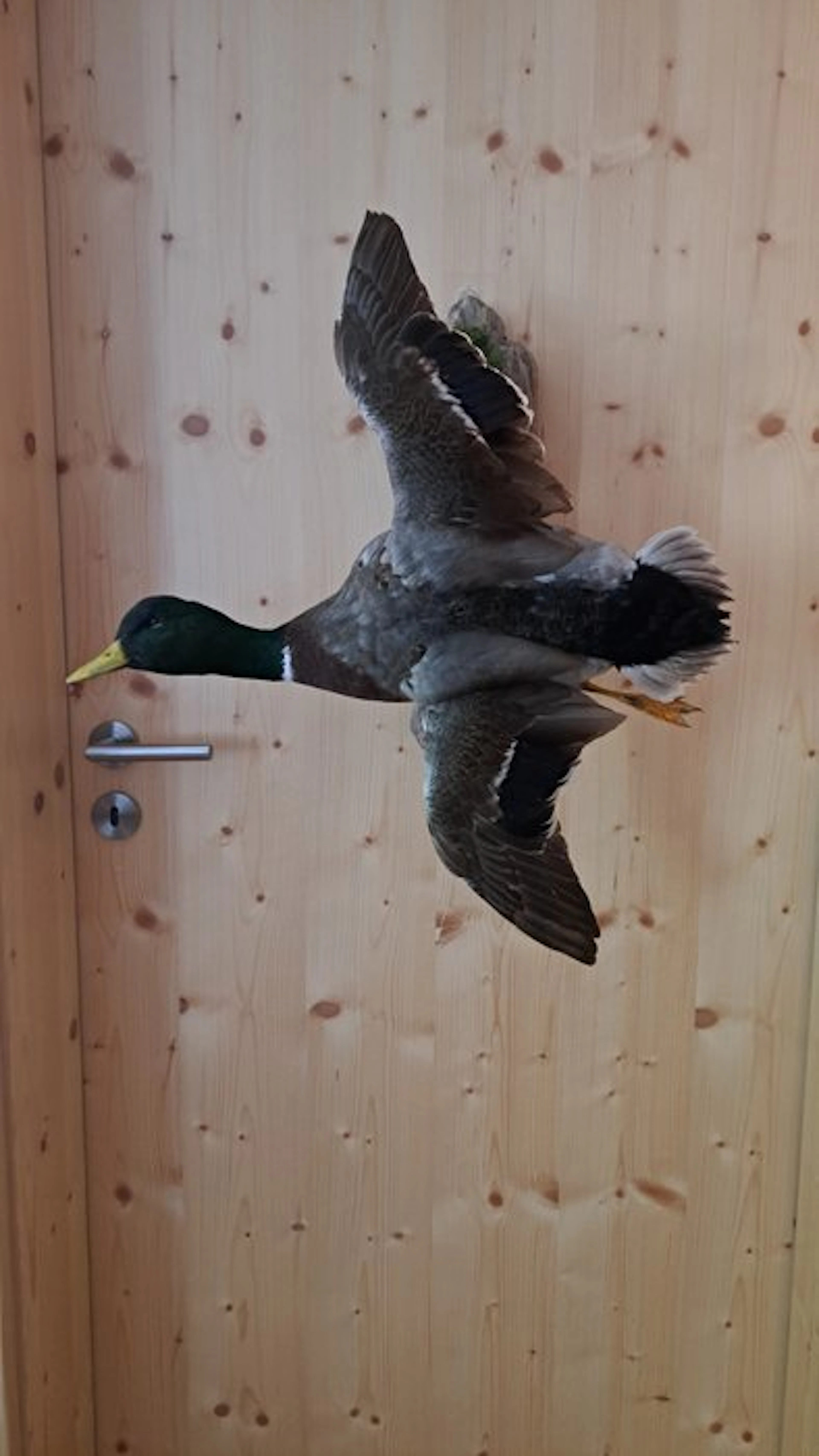 Duck Taxidermy full body mount - Stockente Mallard - 50...