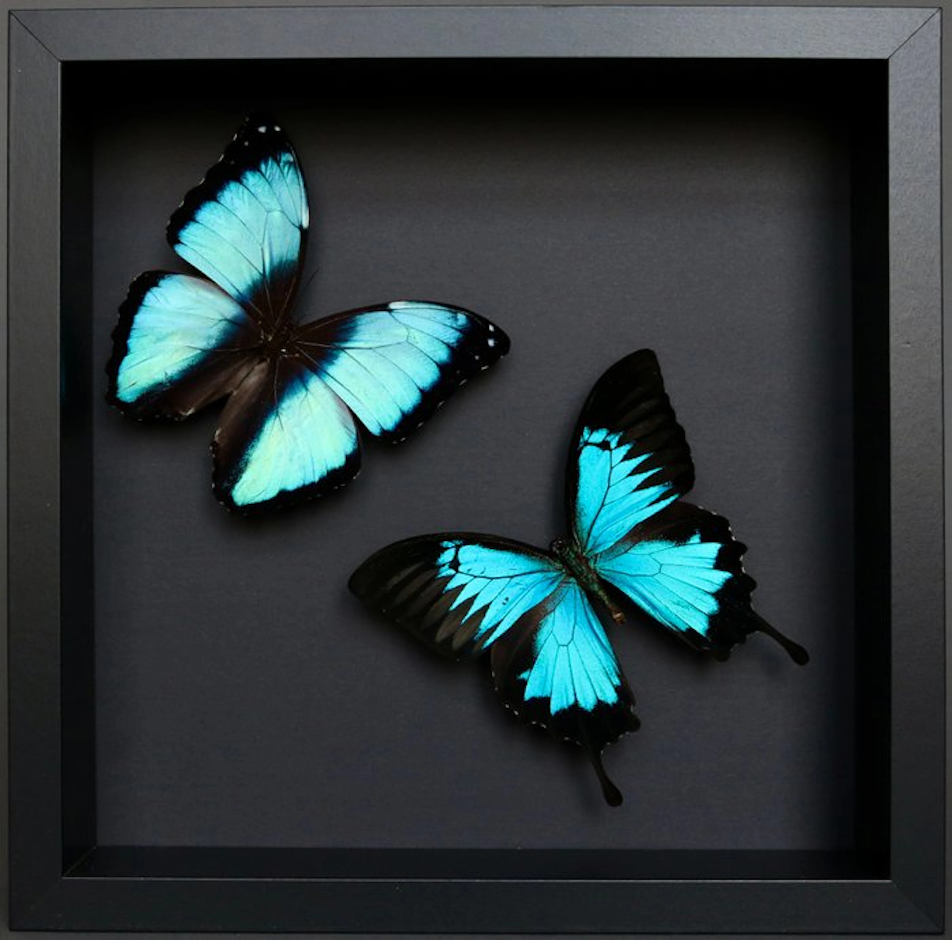 Butterfly Taxidermy full body mount - Morpho deidamia x...