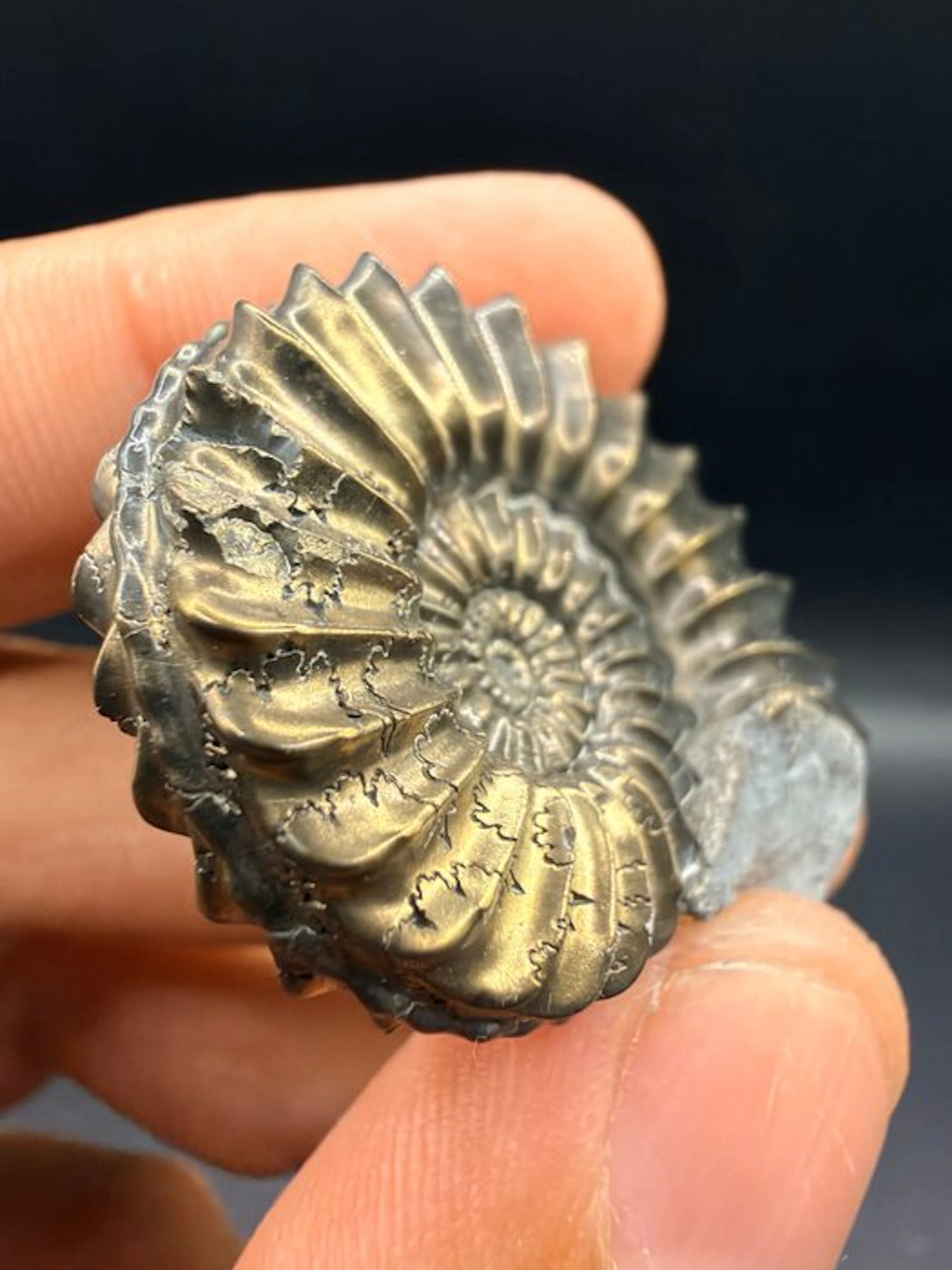 Ammonite - Fossilised animal - 4.1 cm (No reserve price)