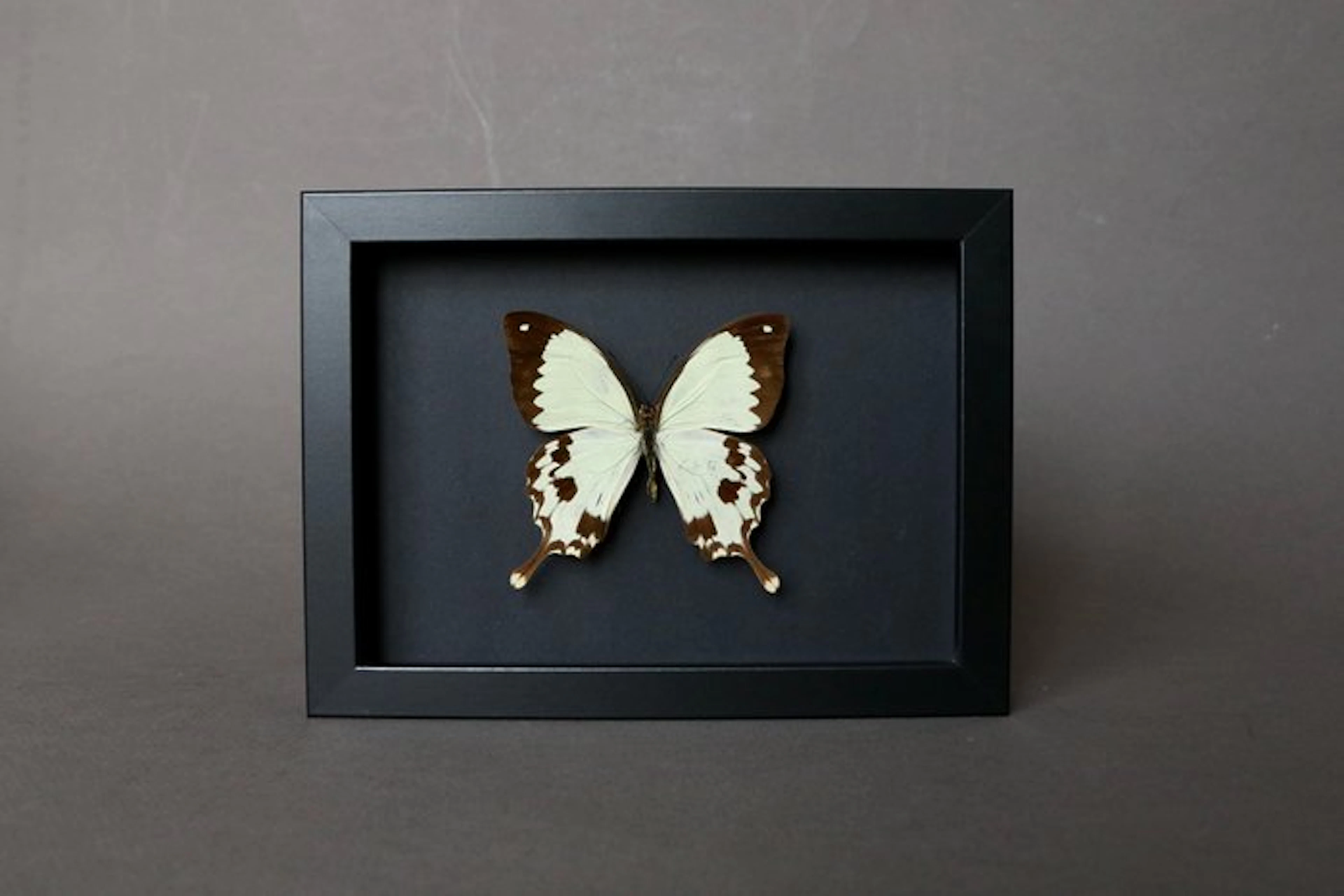 Butterfly Taxidermy full body mount - Papilio dardanus...