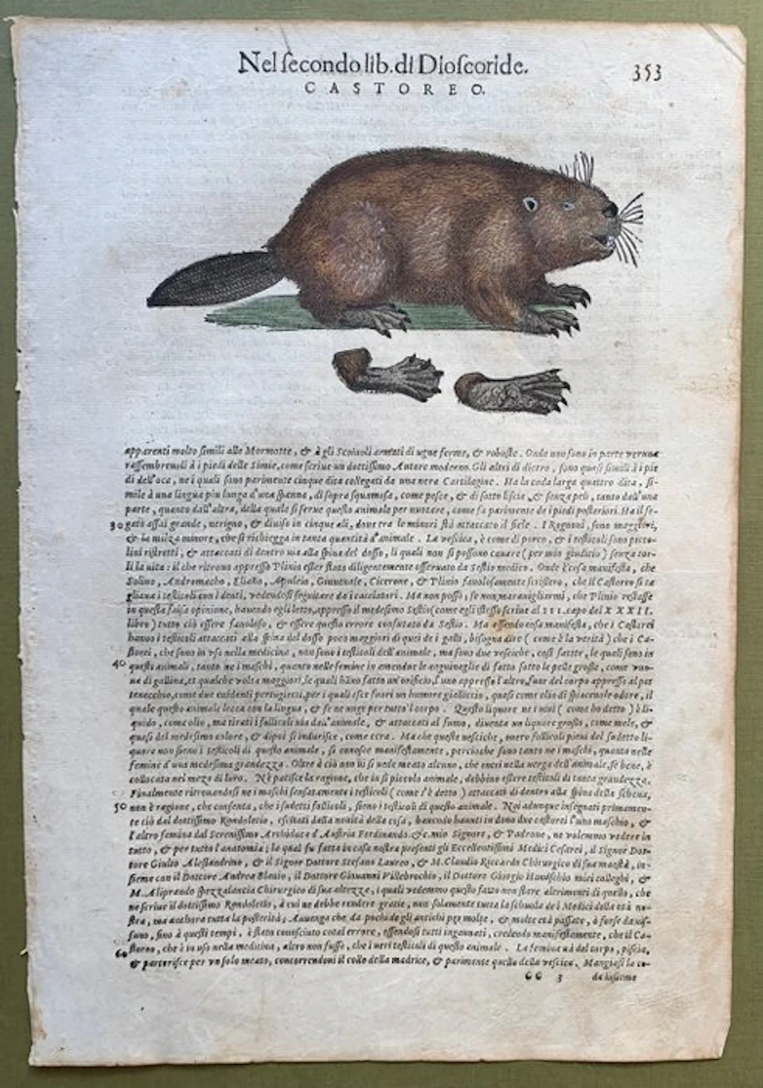 Il castoro - 1604